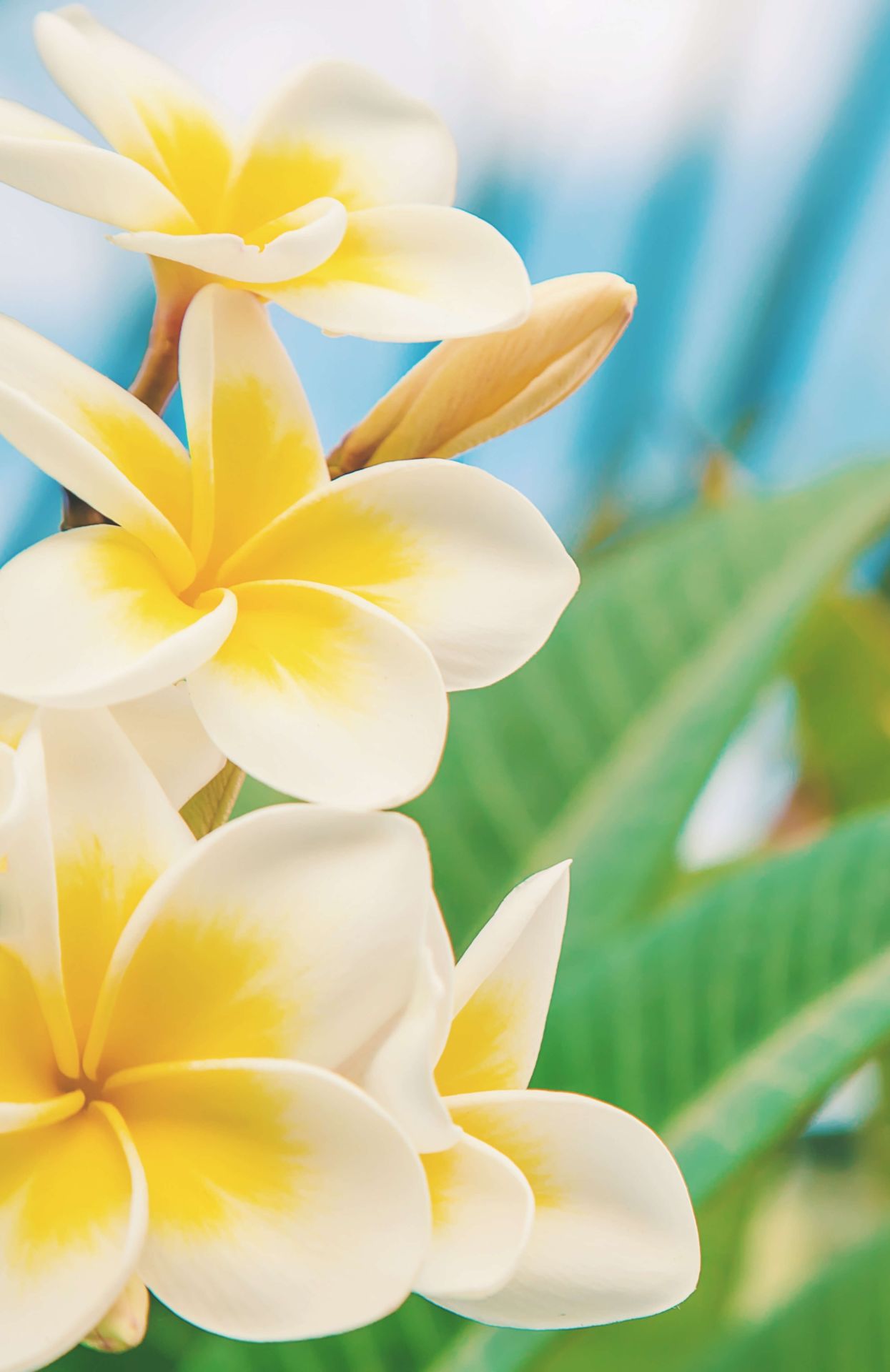 Plumeria Wallpapers