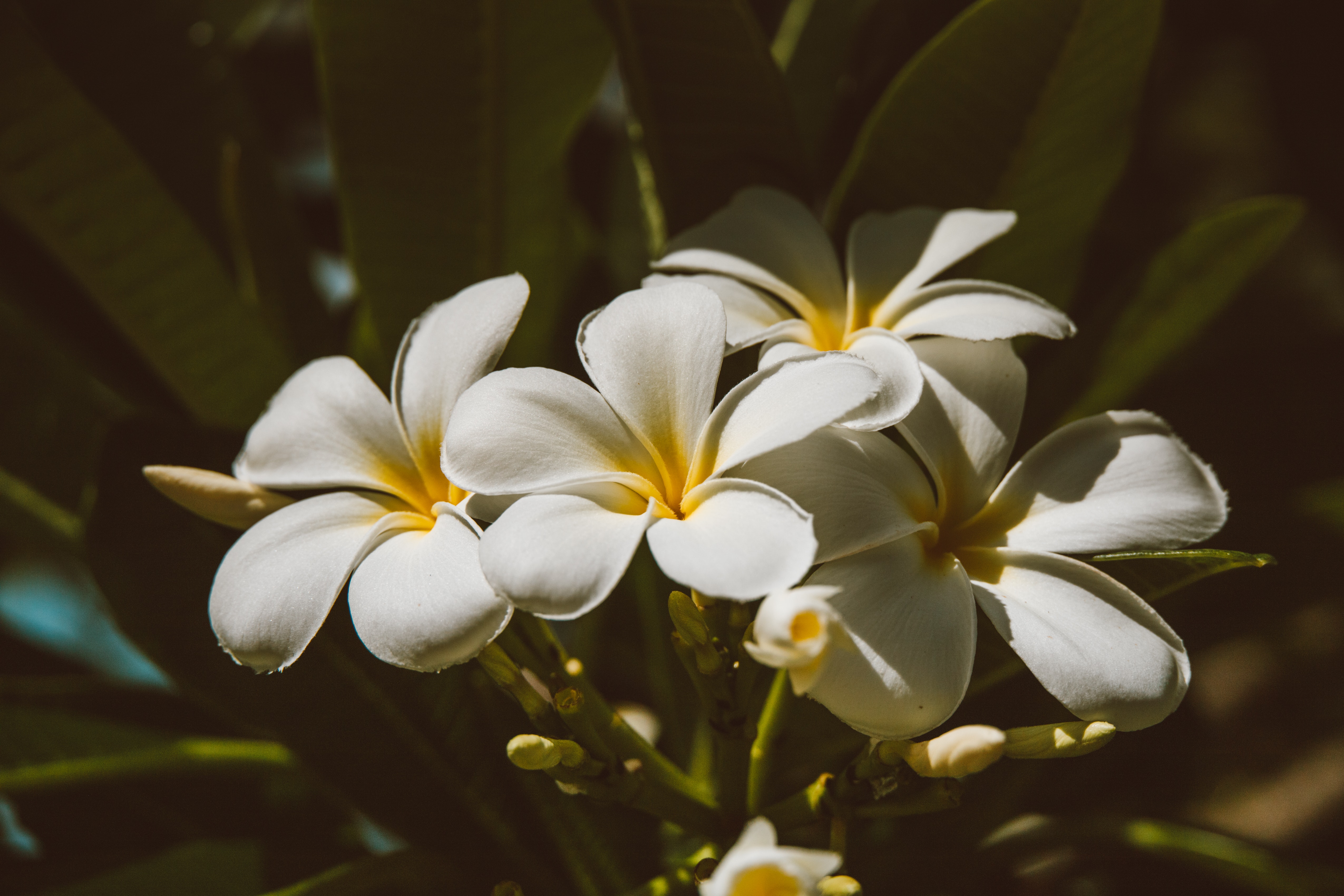 Plumeria Wallpapers