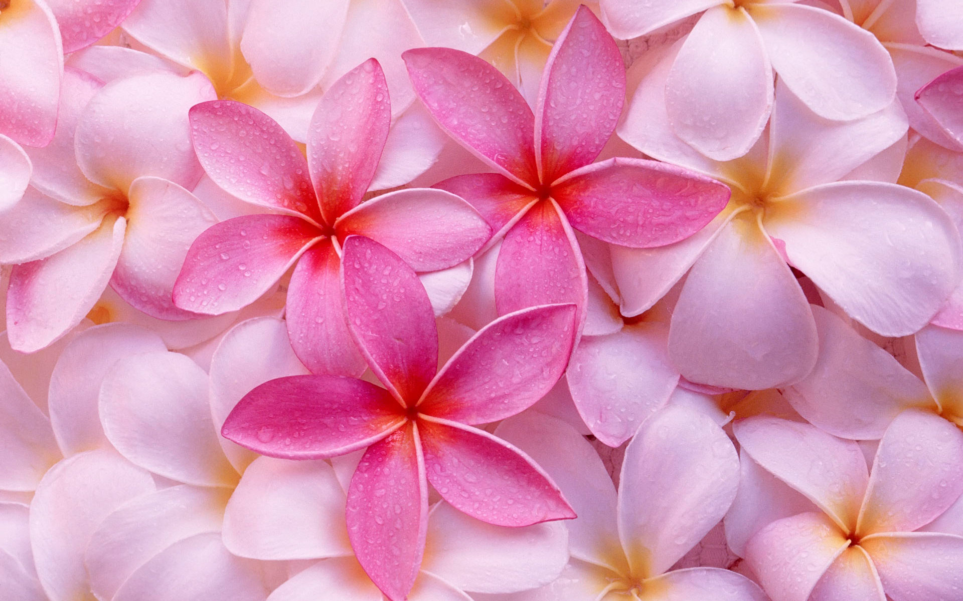 Plumeria Wallpapers