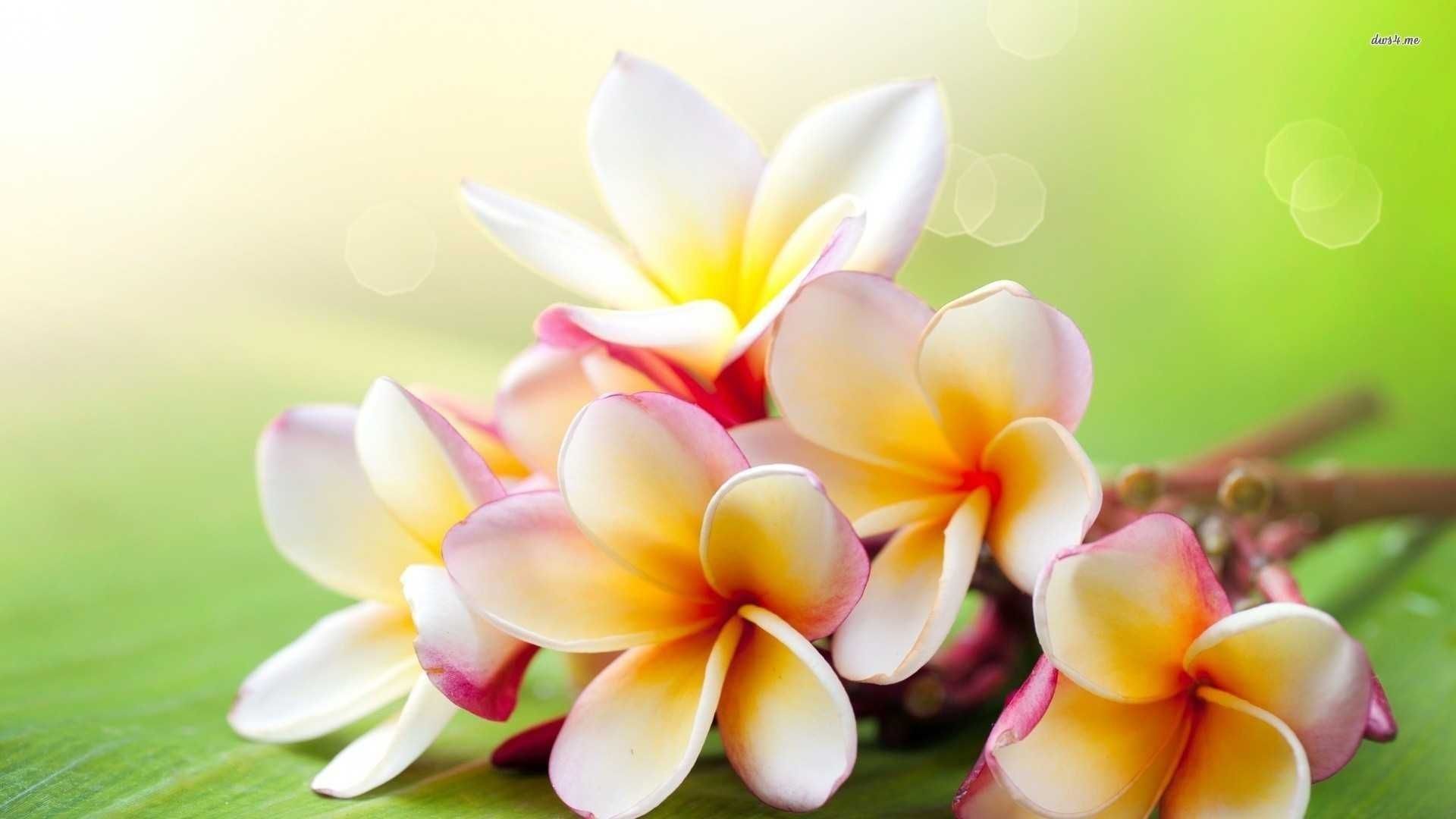 Plumeria Wallpapers