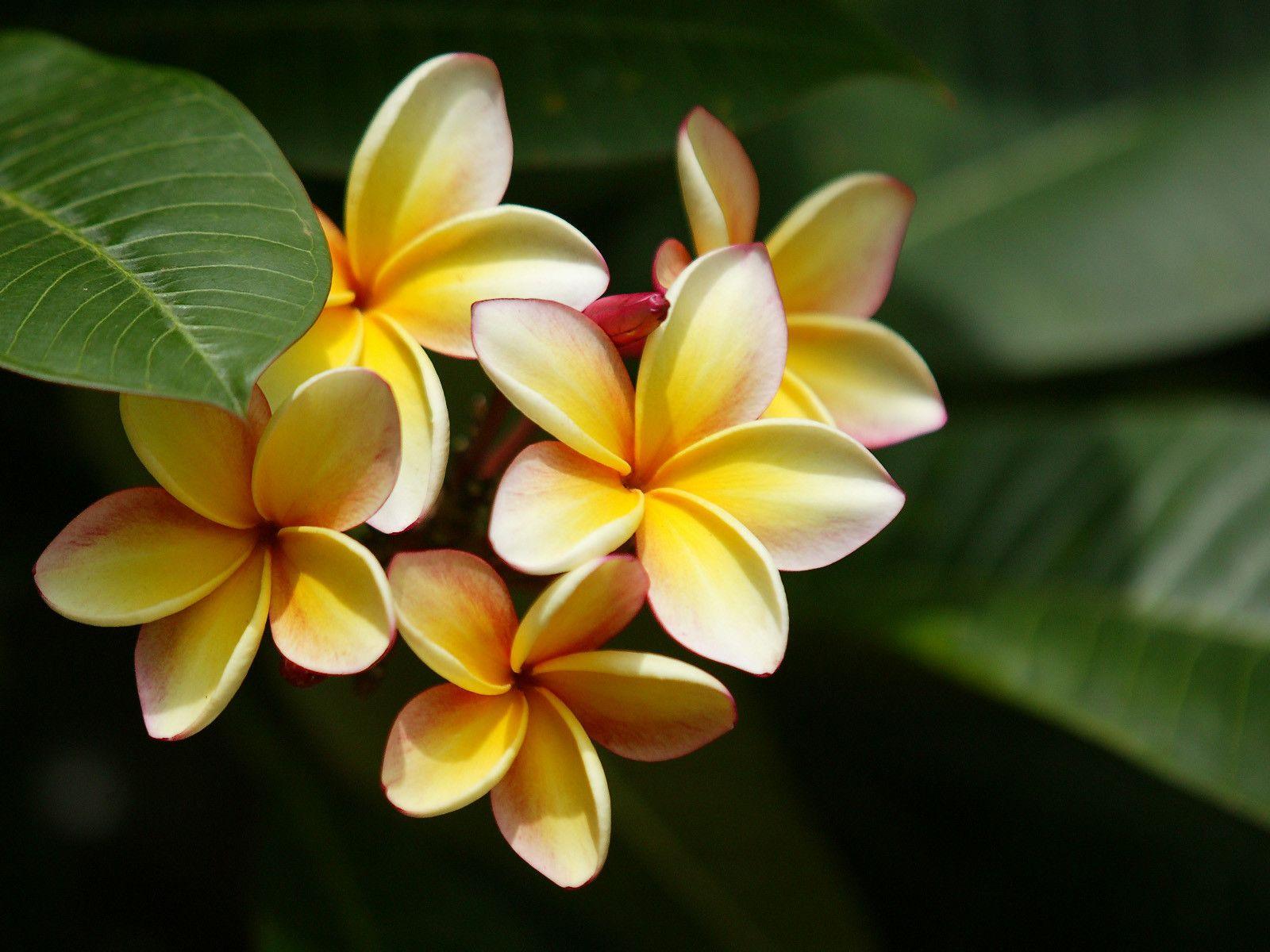 Plumeria Wallpapers