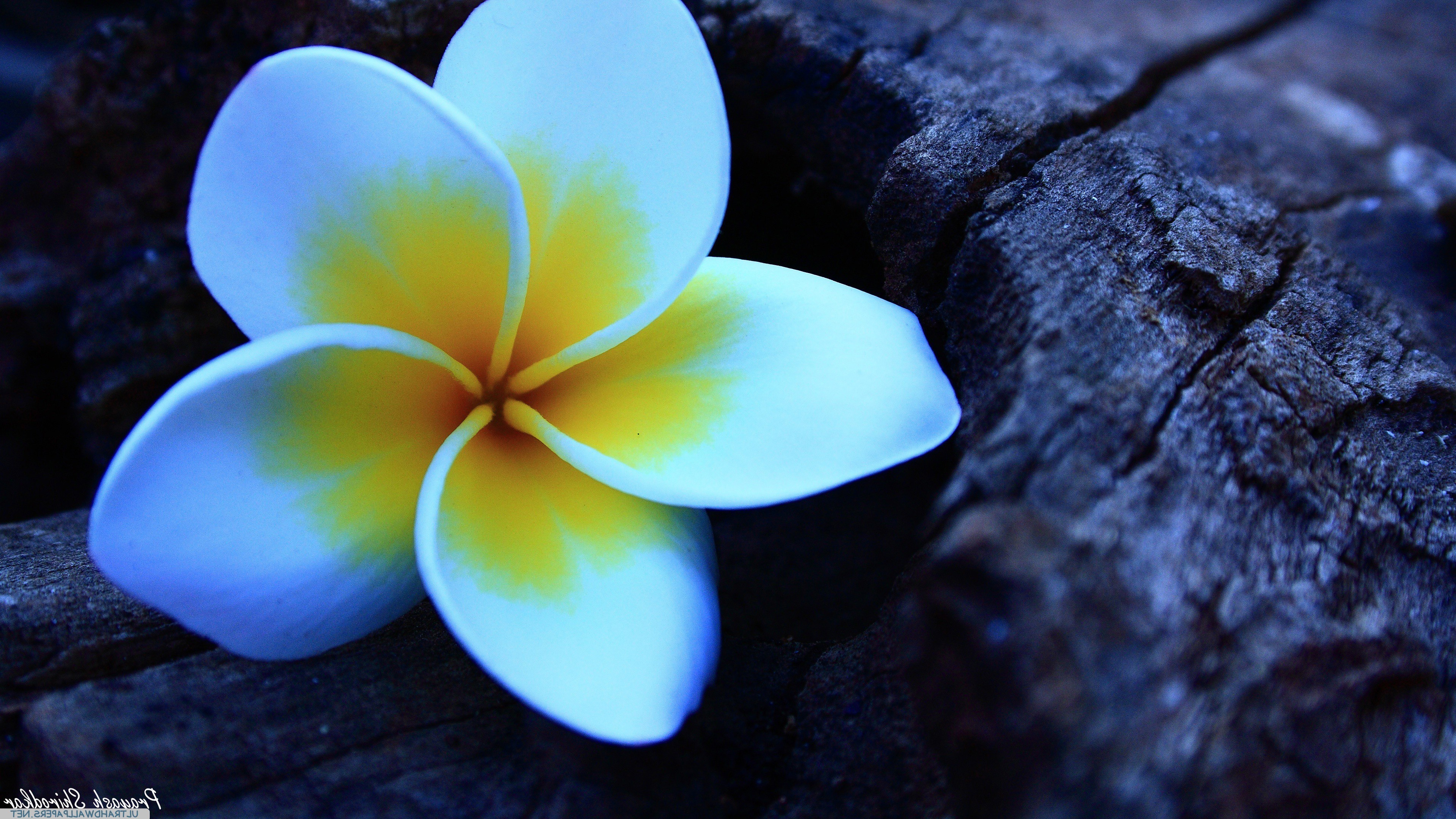 Plumeria Wallpapers