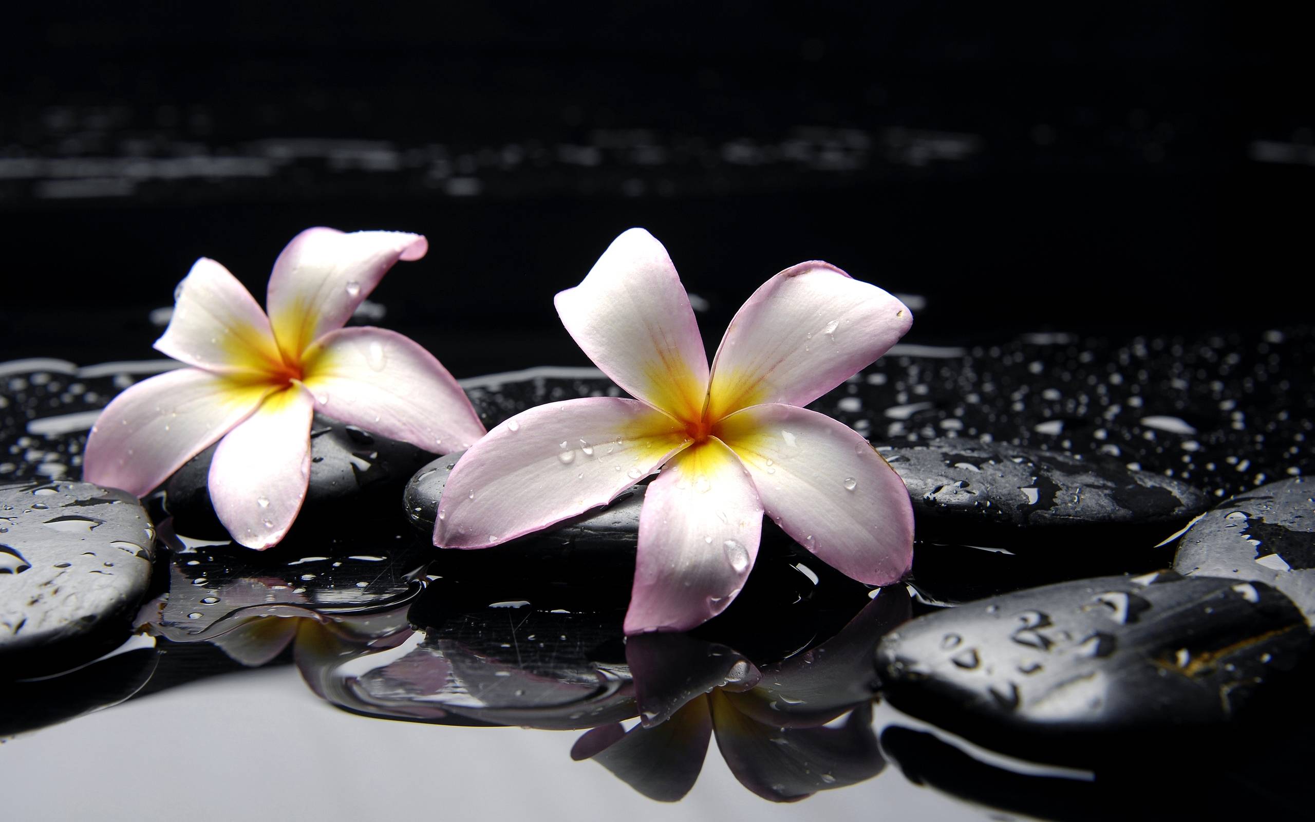 Plumeria Wallpapers