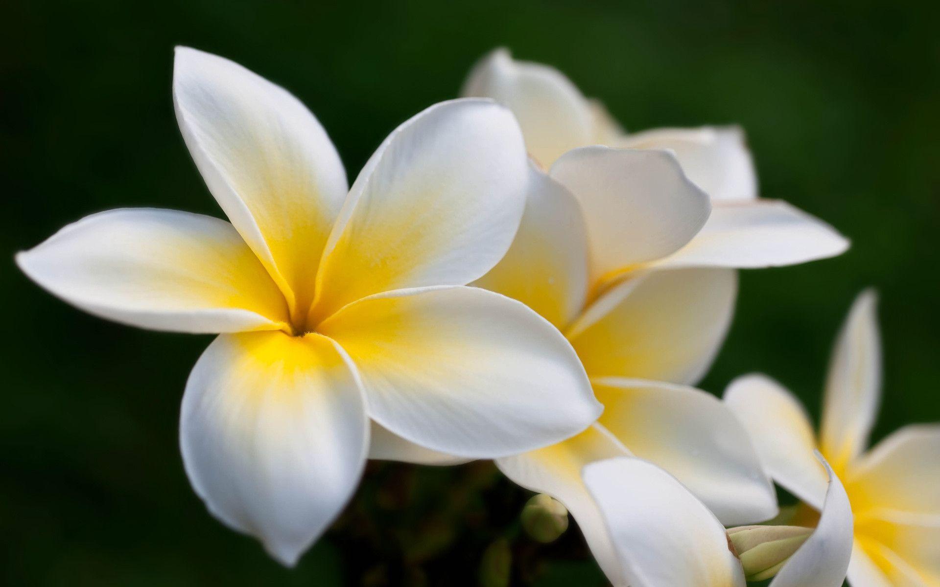 Plumeria Wallpapers