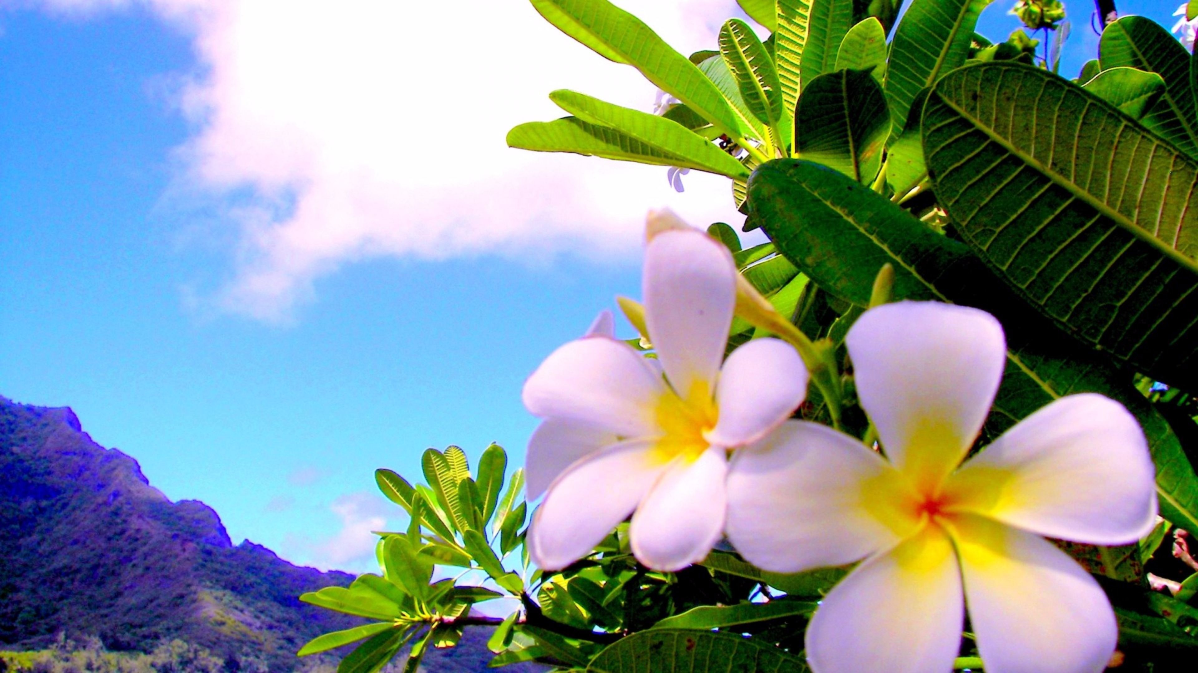 Plumeria Wallpapers