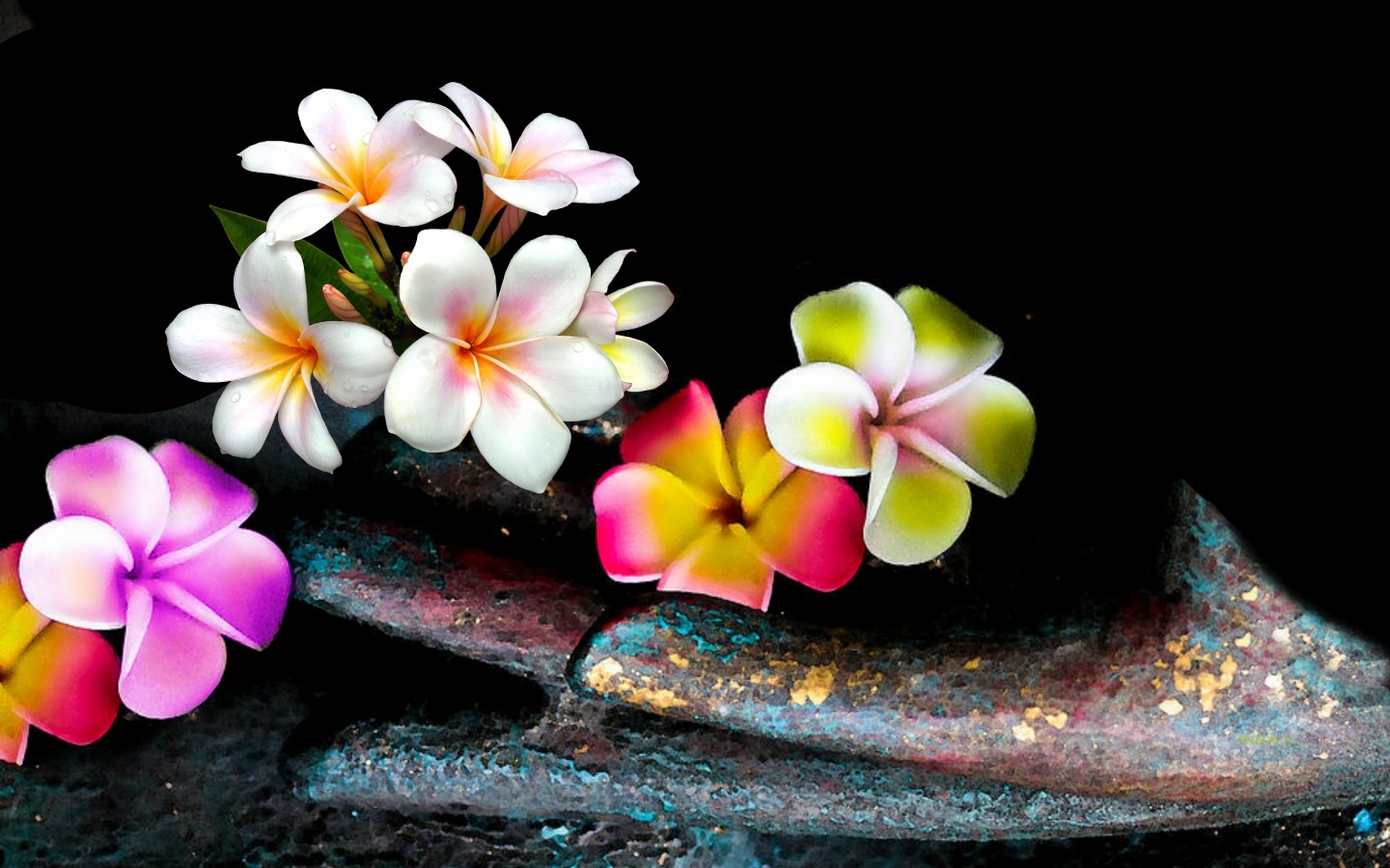 Plumeria Wallpapers