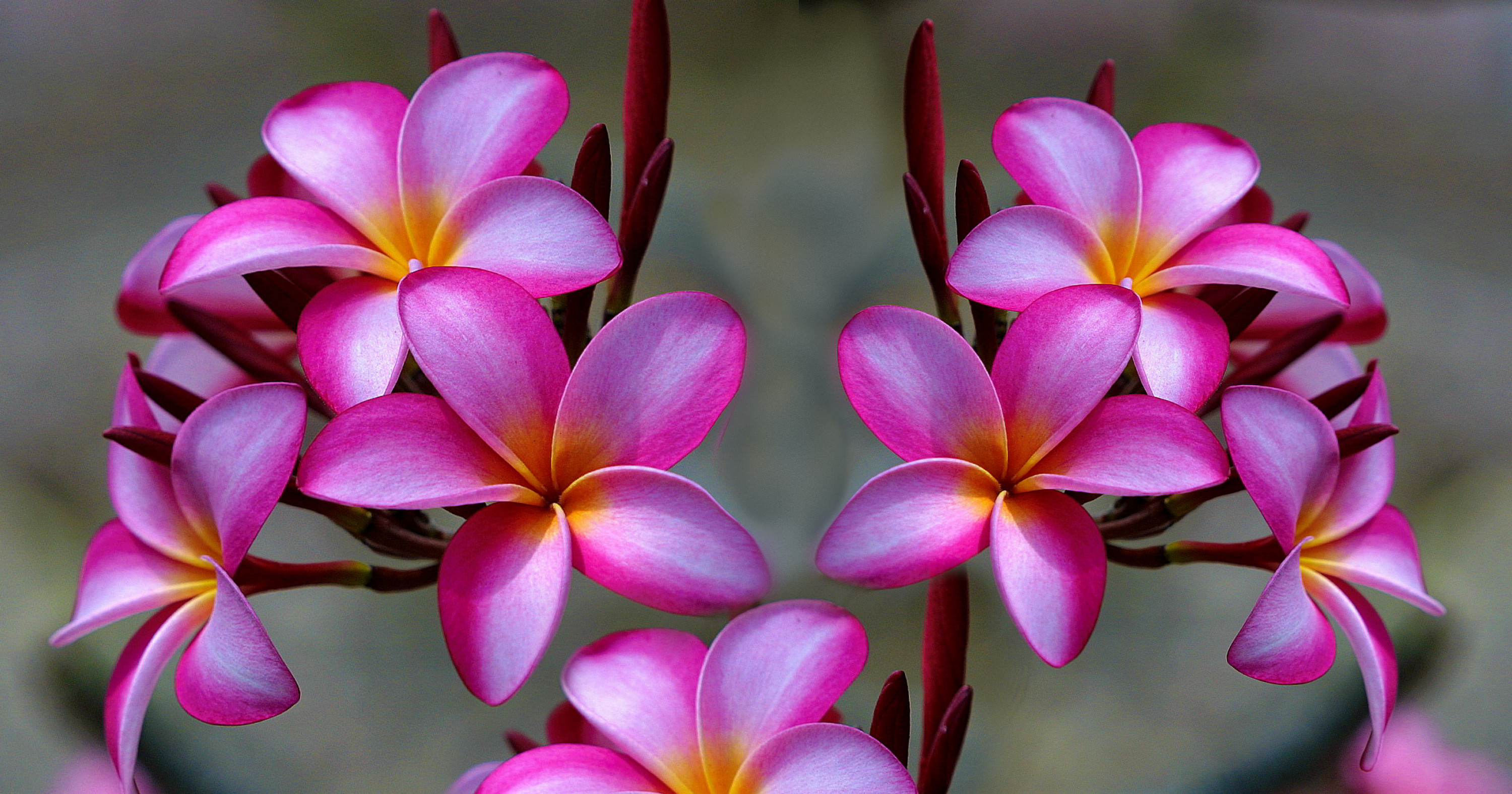 Plumeria Wallpapers