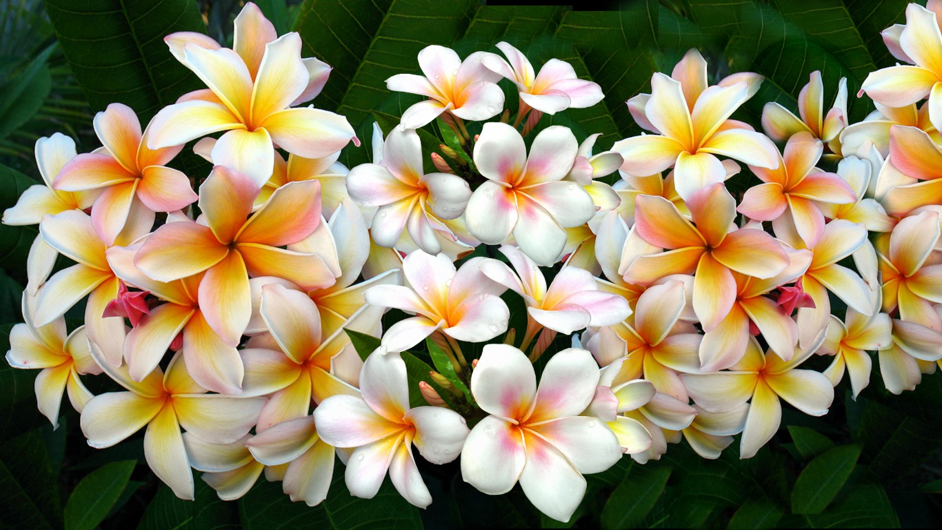 Plumeria Wallpapers