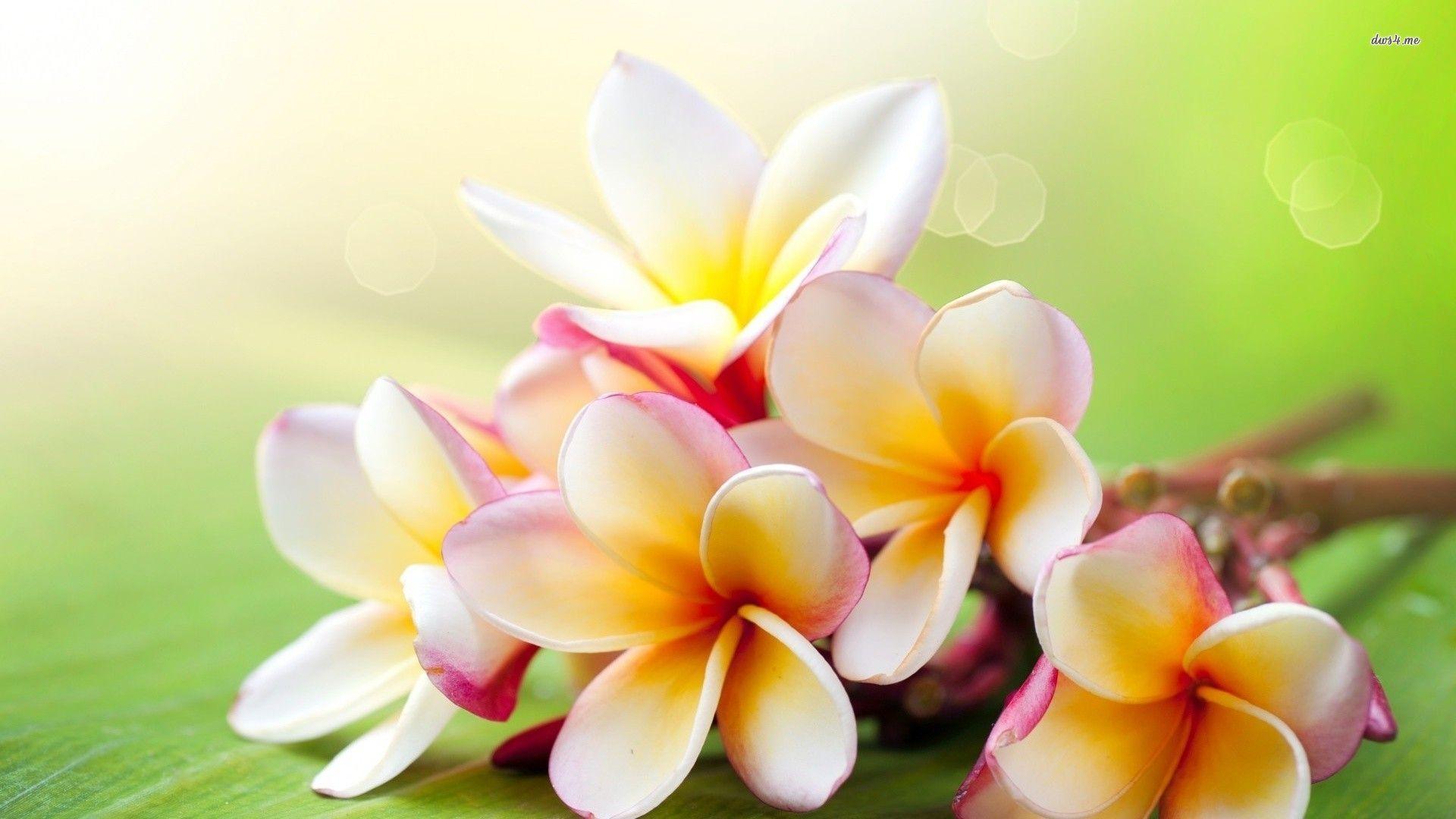 Plumeria Wallpapers