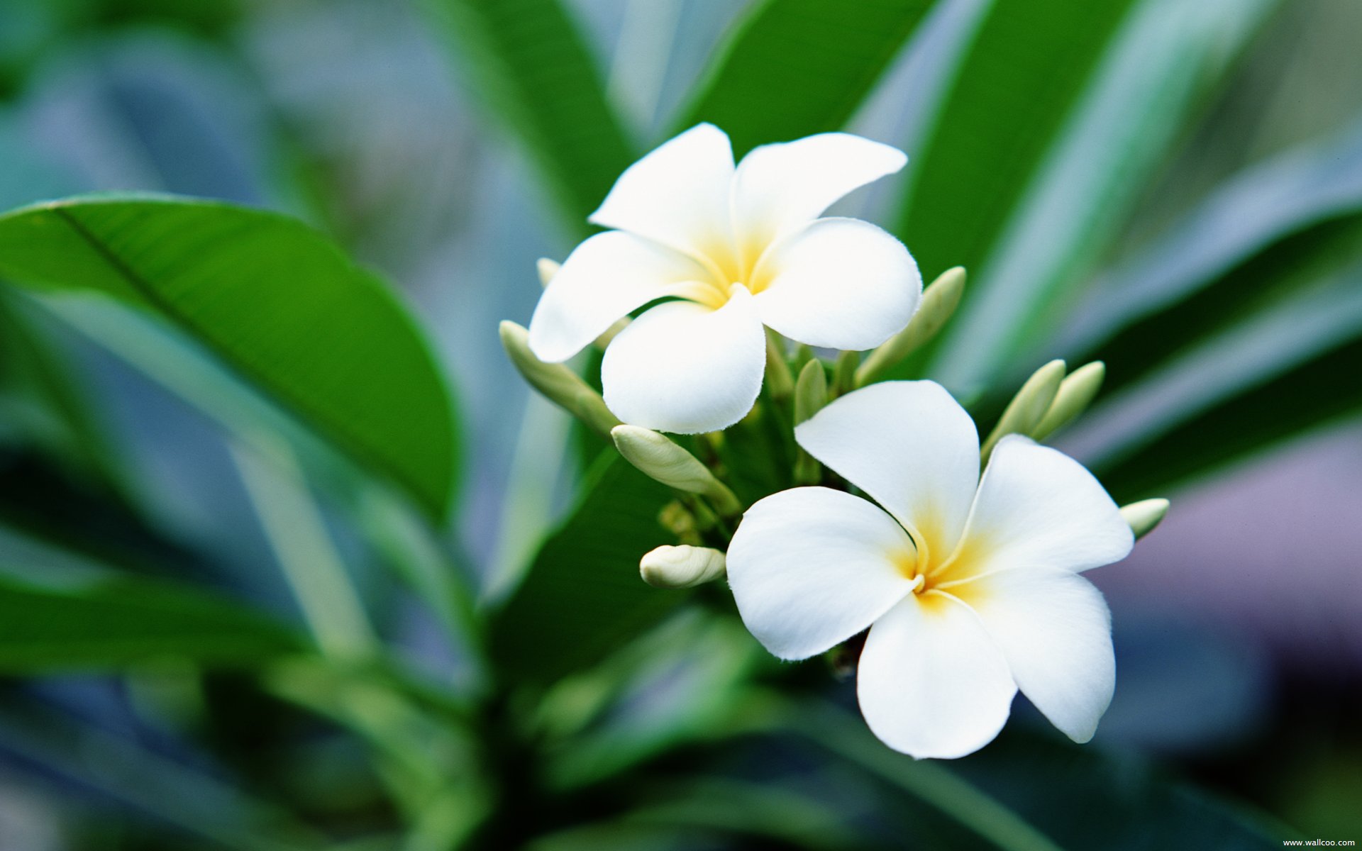 Plumeria Wallpapers