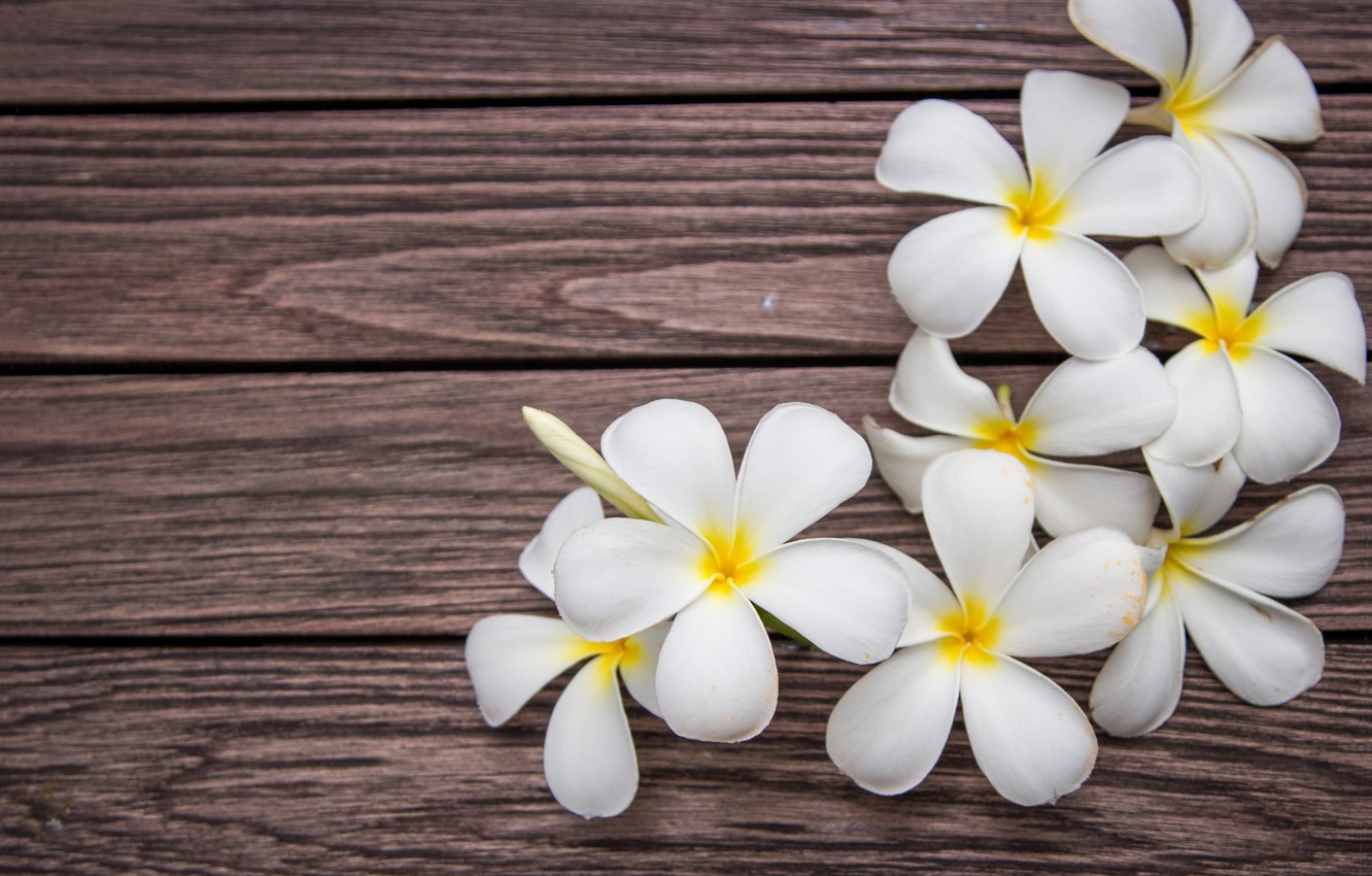 Plumeria Wallpapers