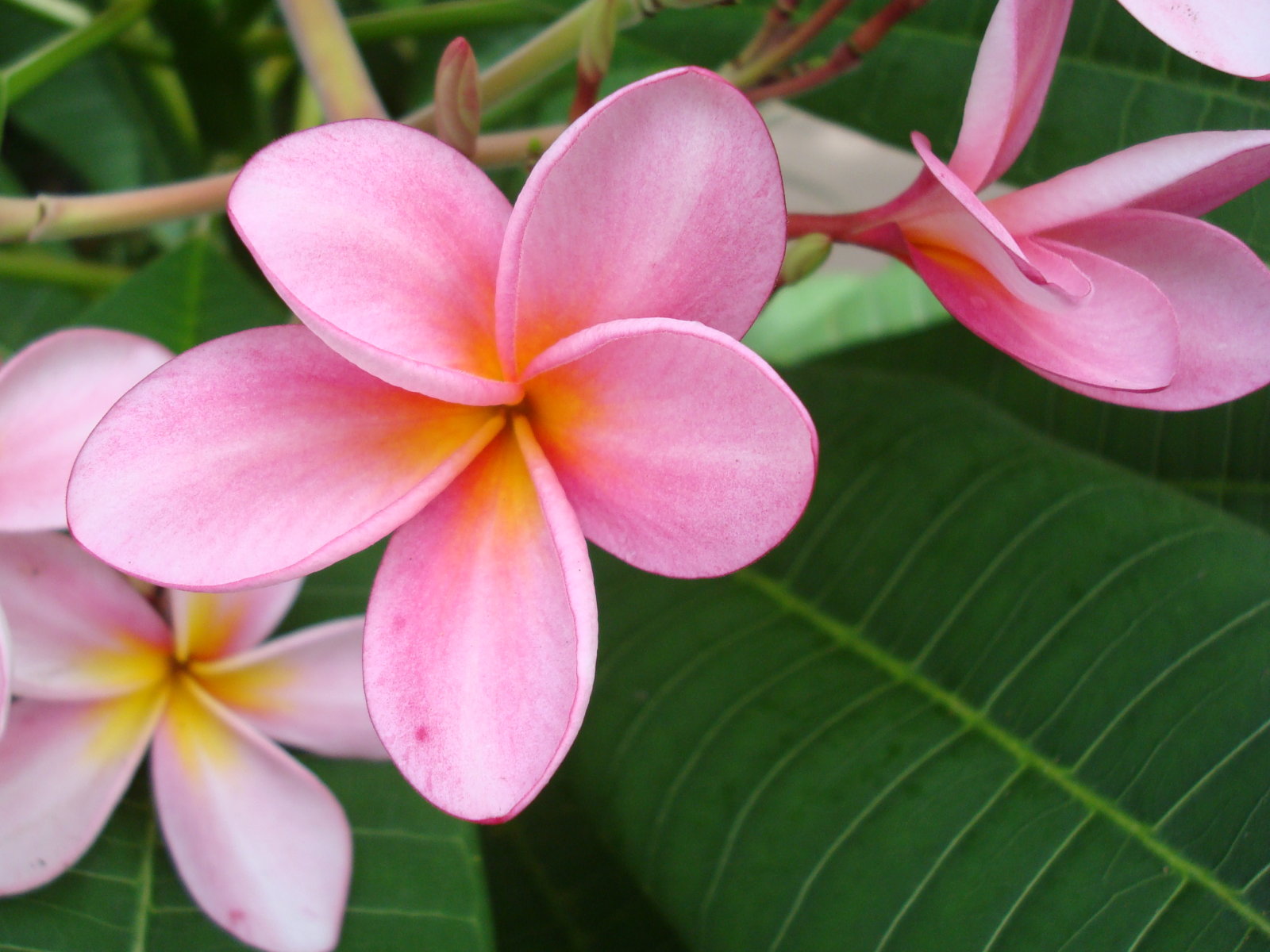 Plumeria Wallpapers