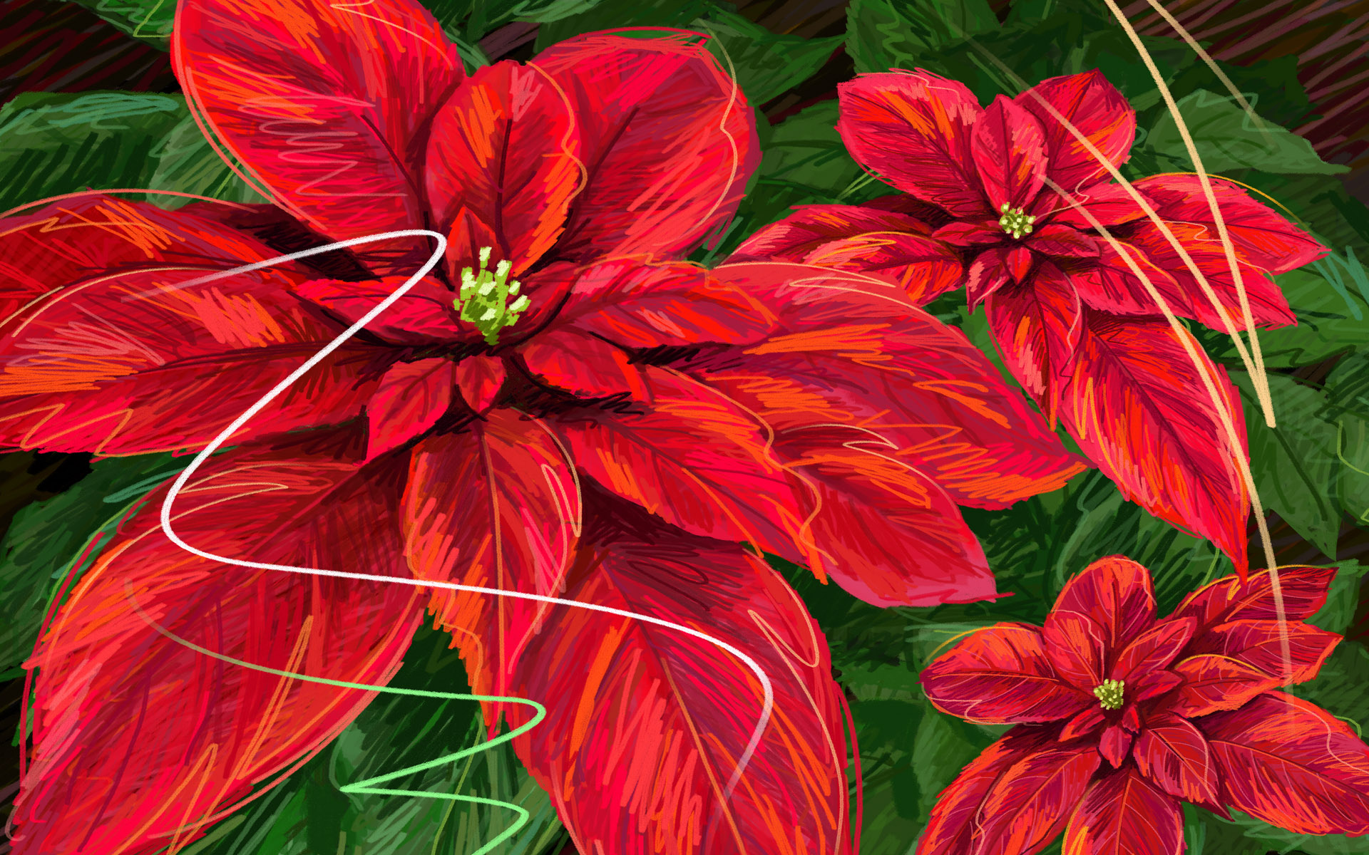 Poinsettia Wallpapers