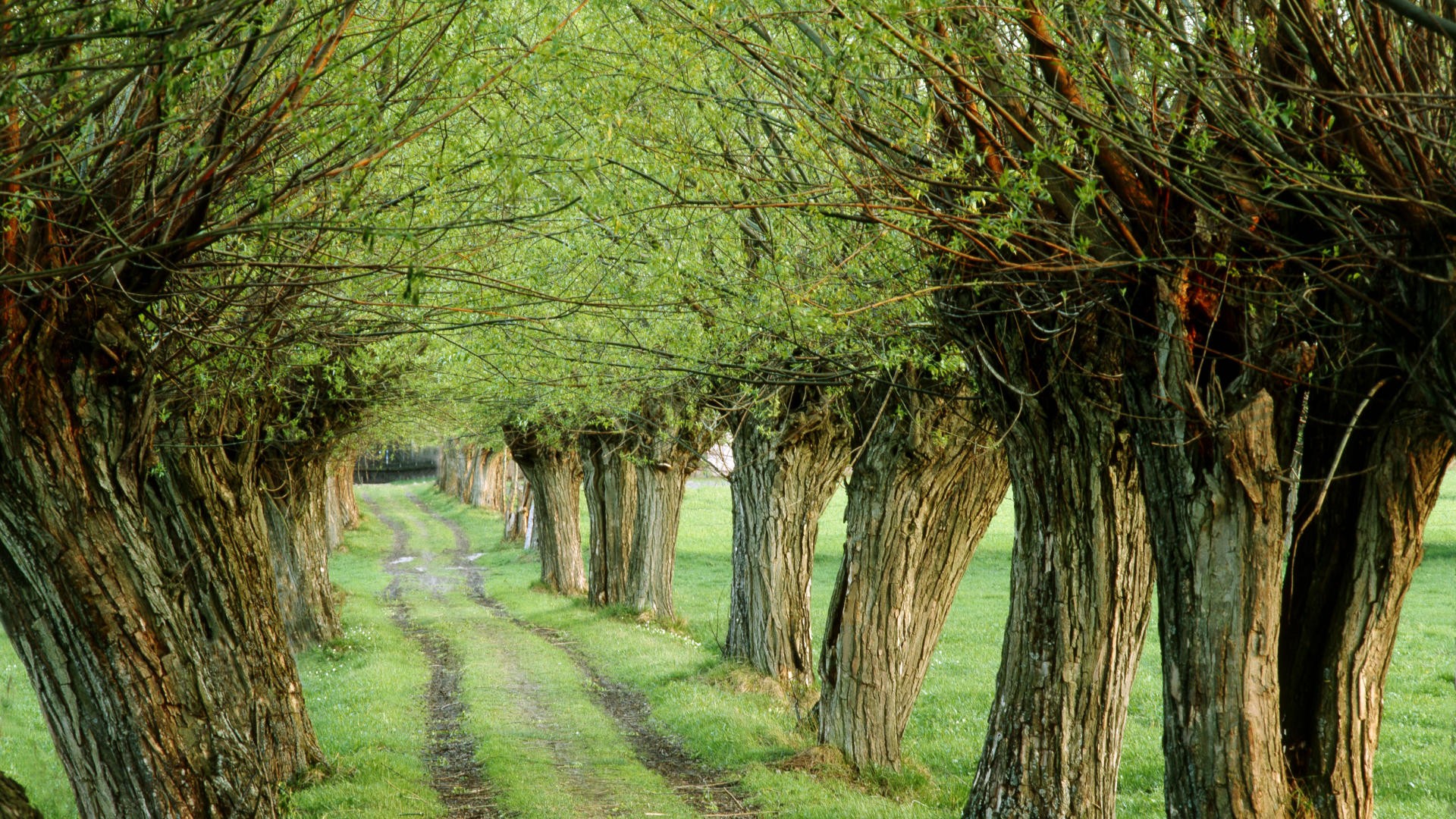 Poland Nature Wallpapers