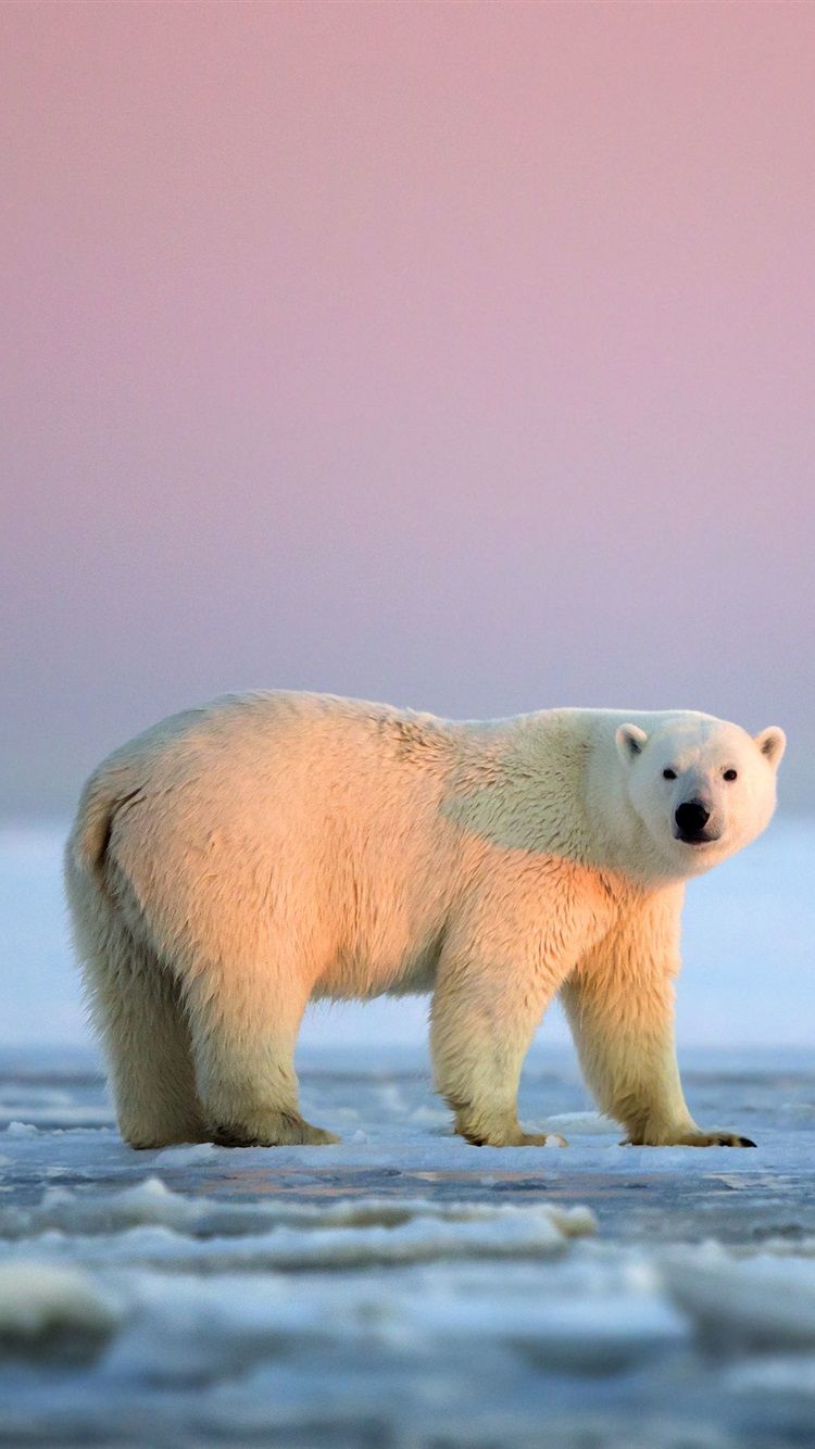 Polar Bear Iphone Wallpapers