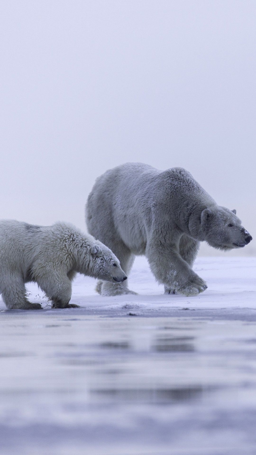 Polar Bear Iphone Wallpapers