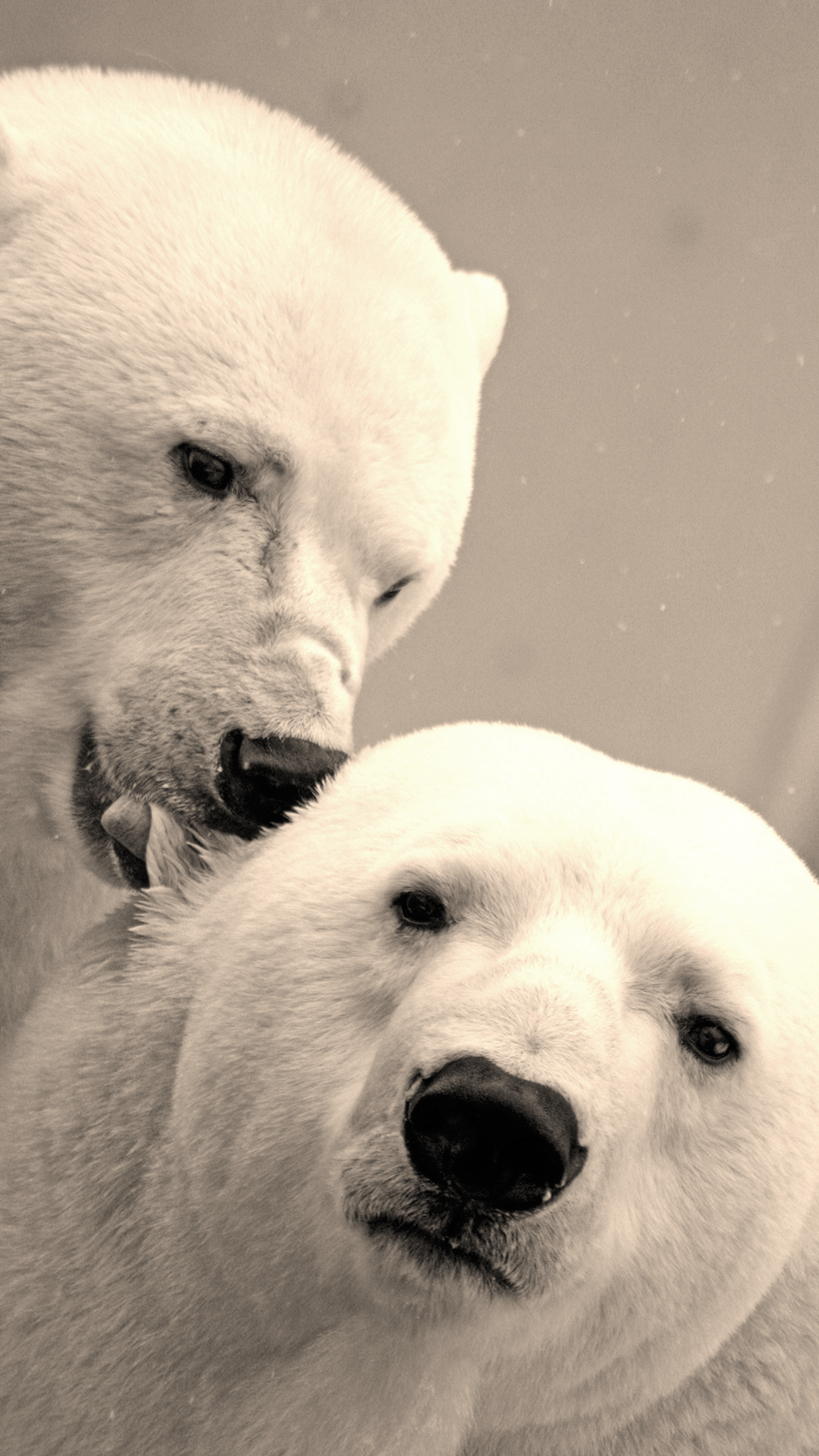 Polar Bear Iphone Wallpapers