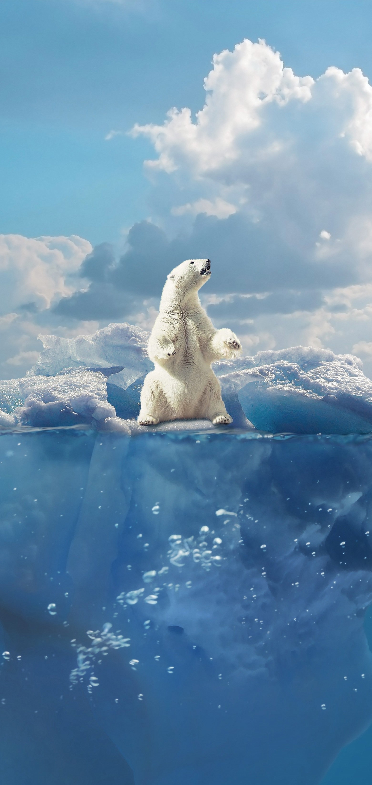 Polar Bear Iphone Wallpapers