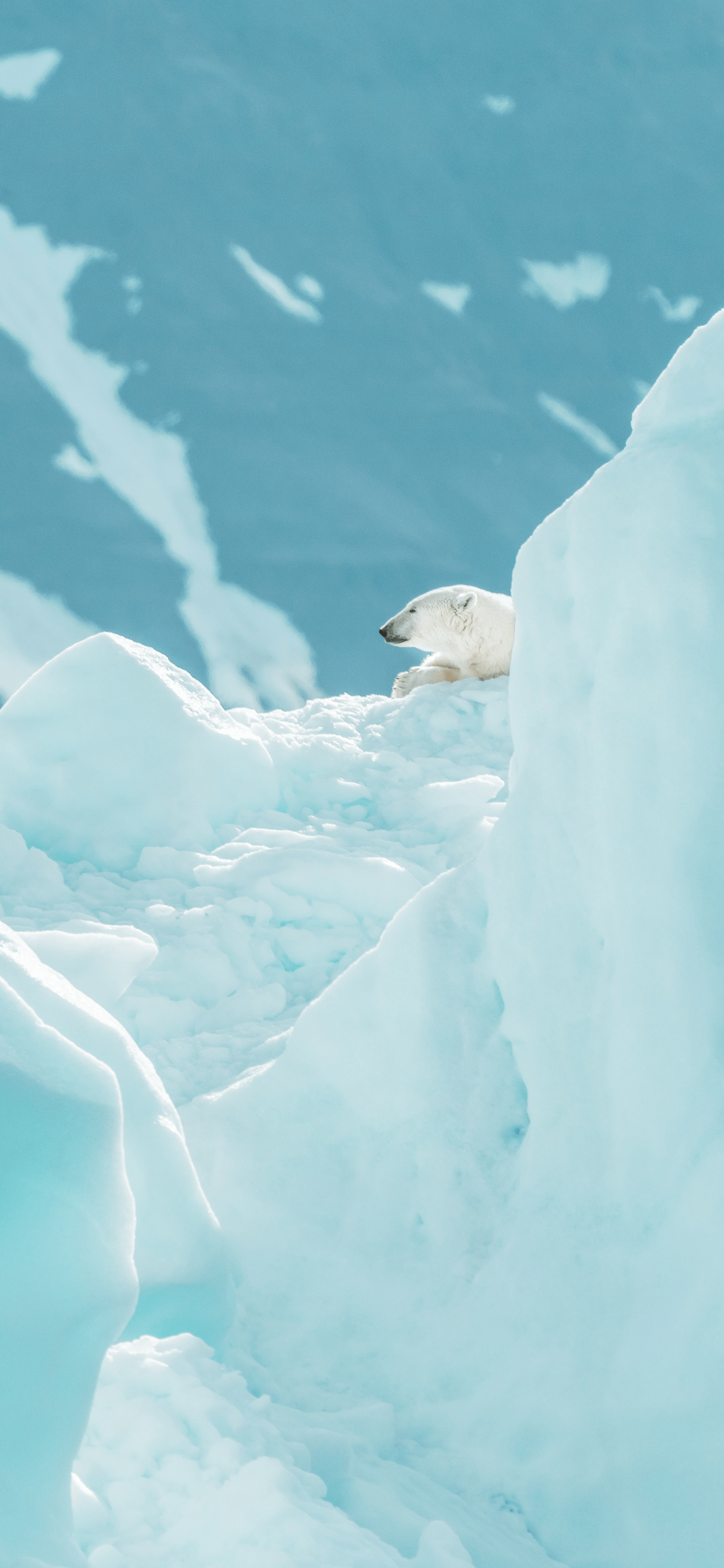 Polar Bear Iphone Wallpapers