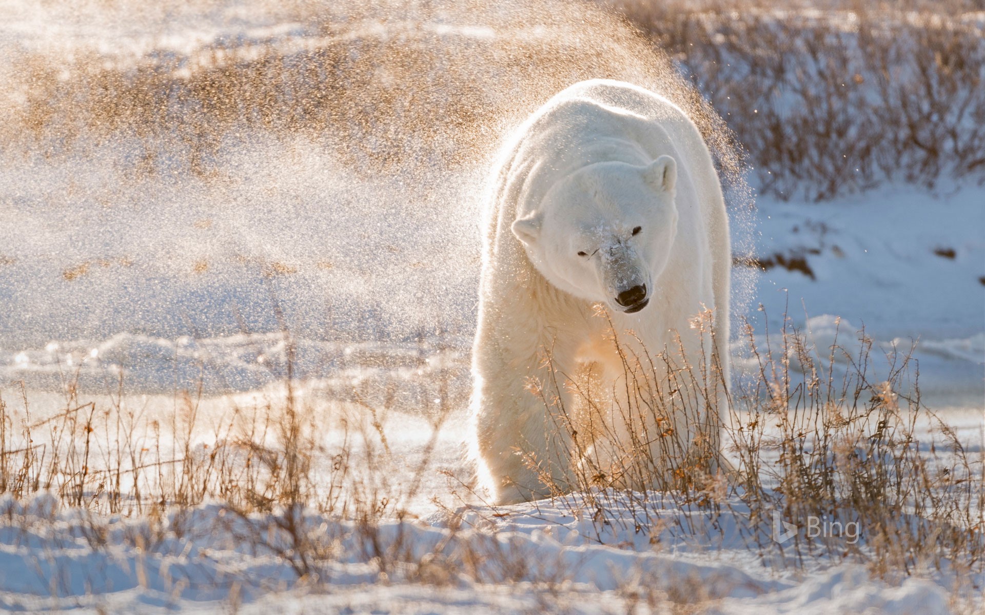 Polar Bear Wallpapers