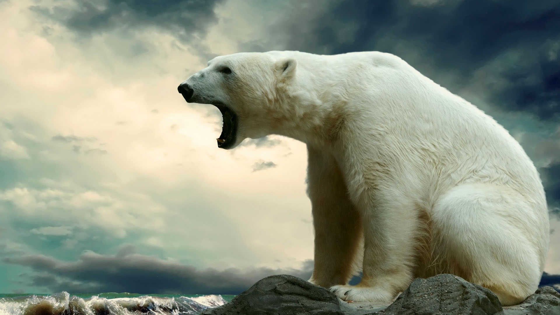 Polar Bear Wallpapers