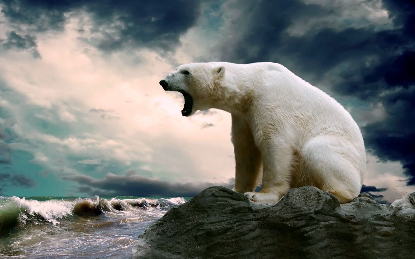 Polar Bear Wallpapers