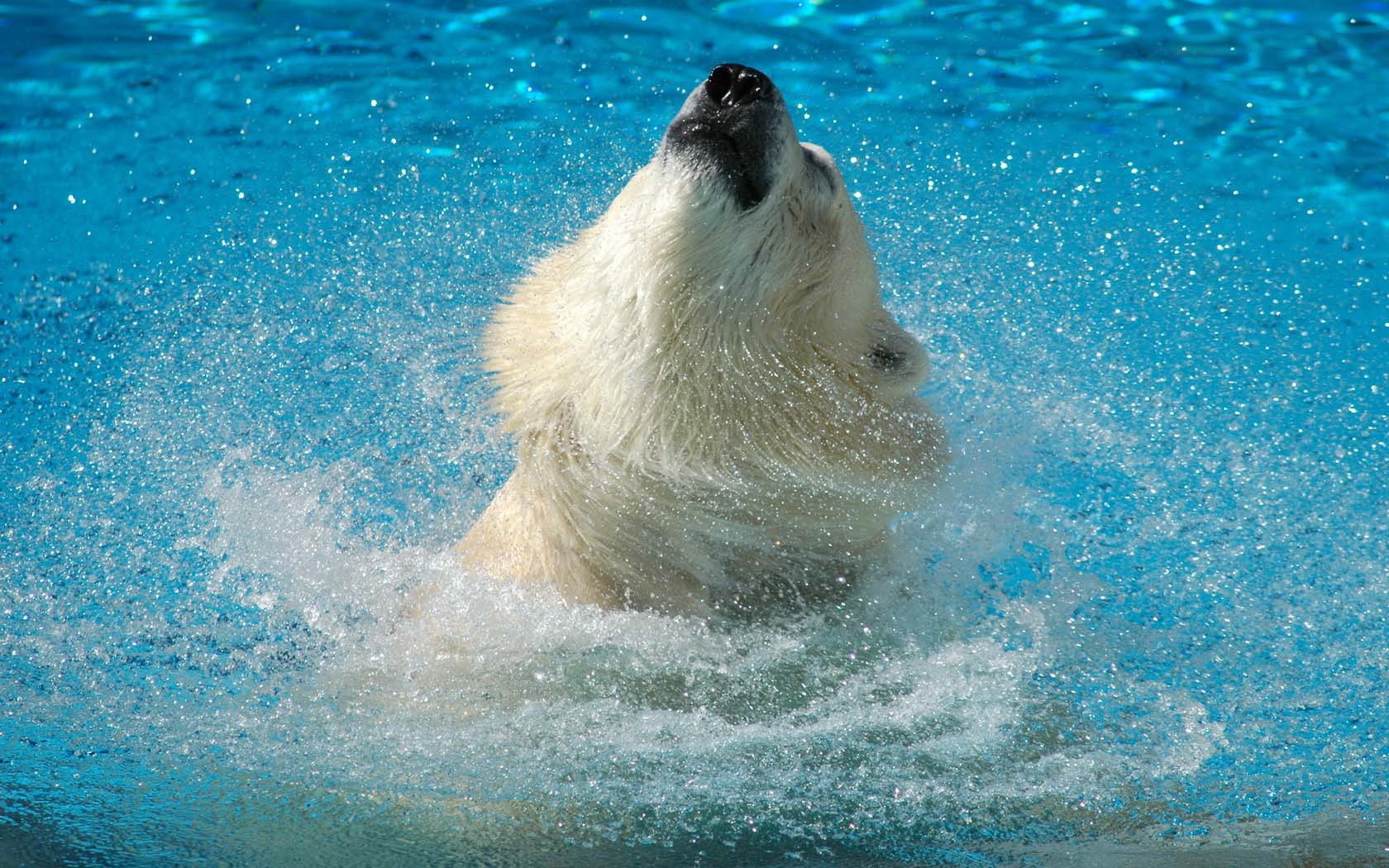 Polar Bear Wallpapers