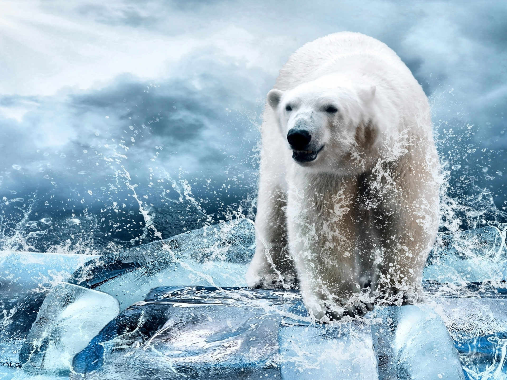 Polar Bear Wallpapers