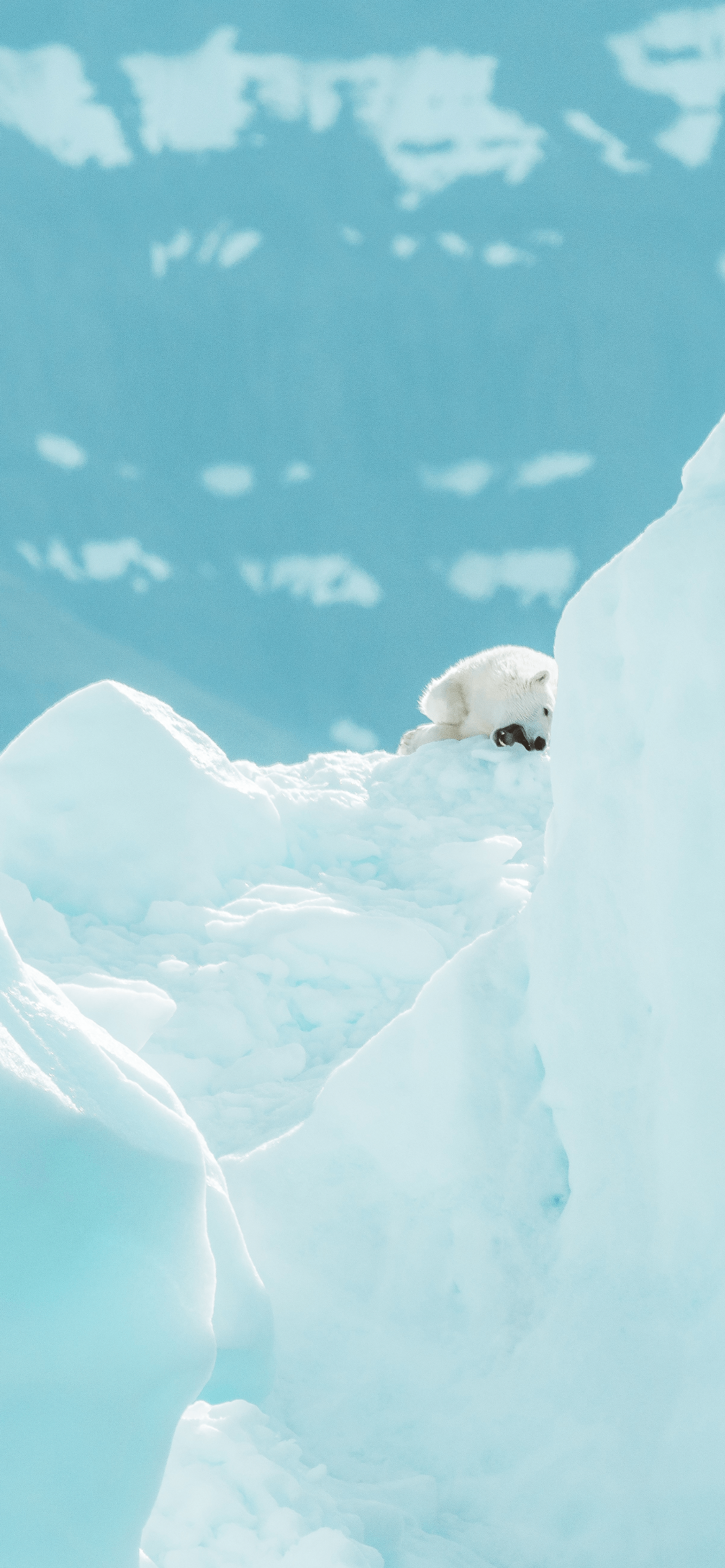 Polar Wallpapers