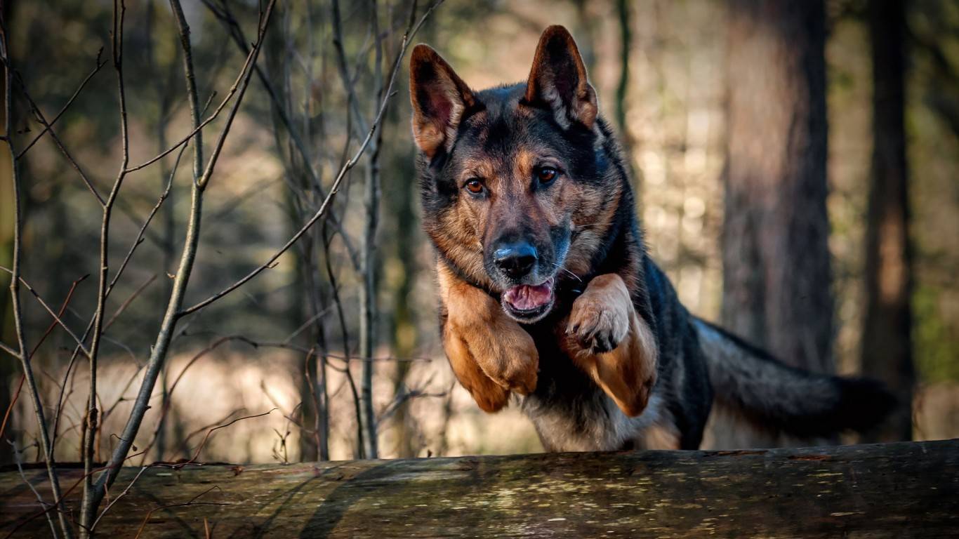 Police K9 Wallpapers