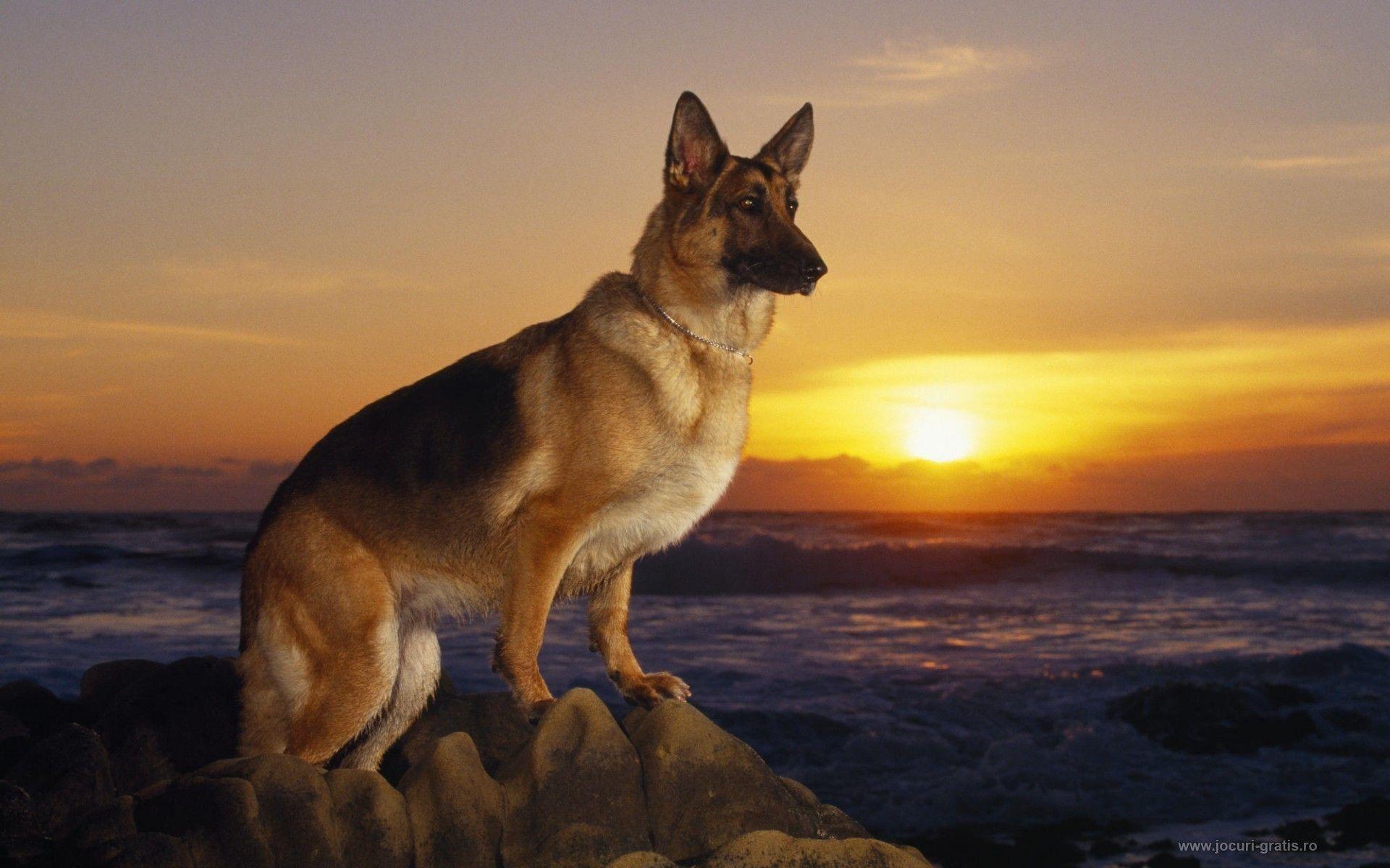 Police K9 Wallpapers