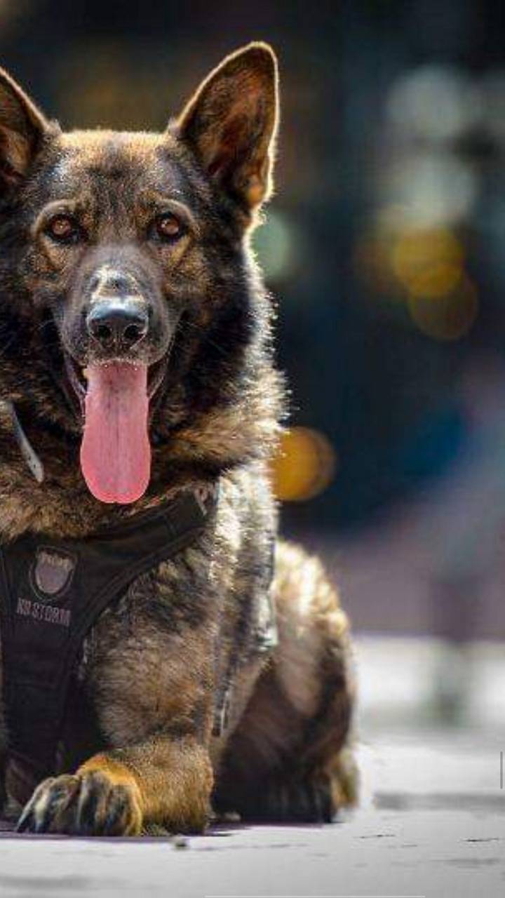 Police K9 Wallpapers