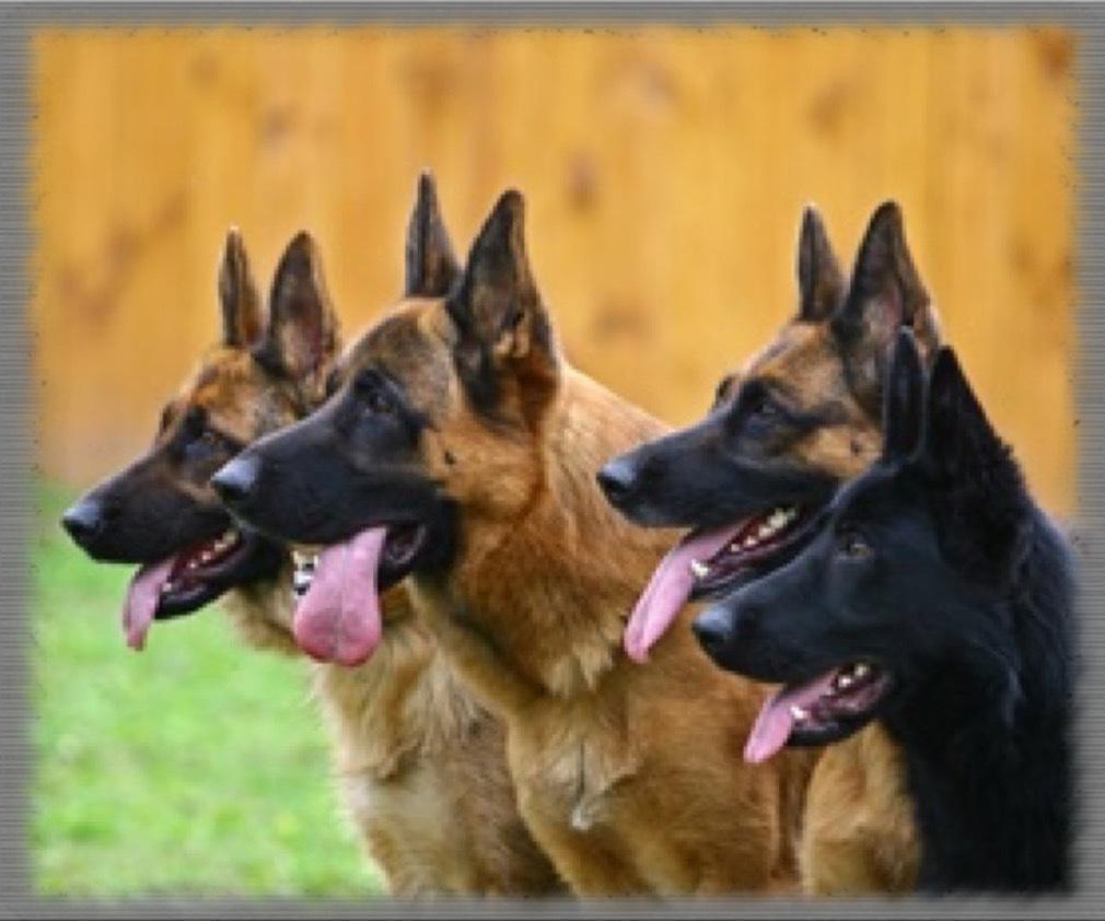 Police K9 Wallpapers