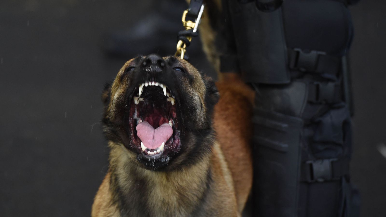 Police K9 Wallpapers