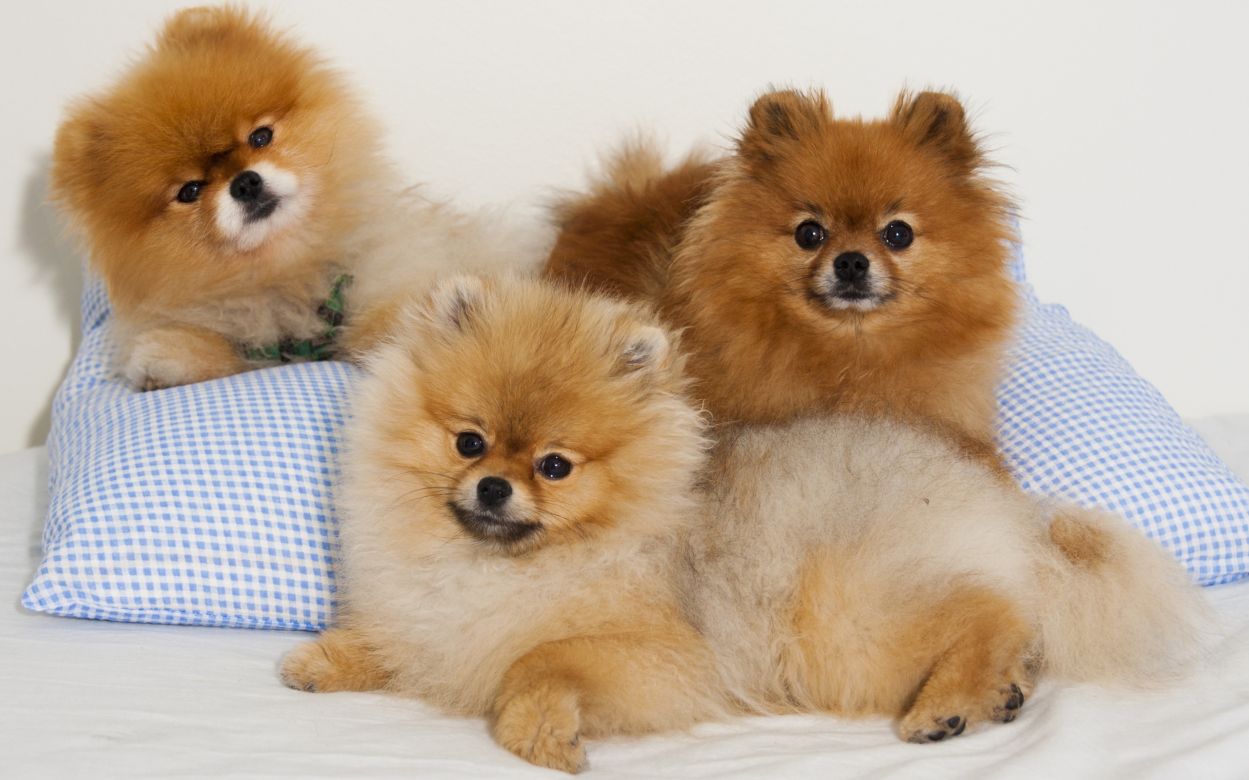 Pomeranian Wallpapers