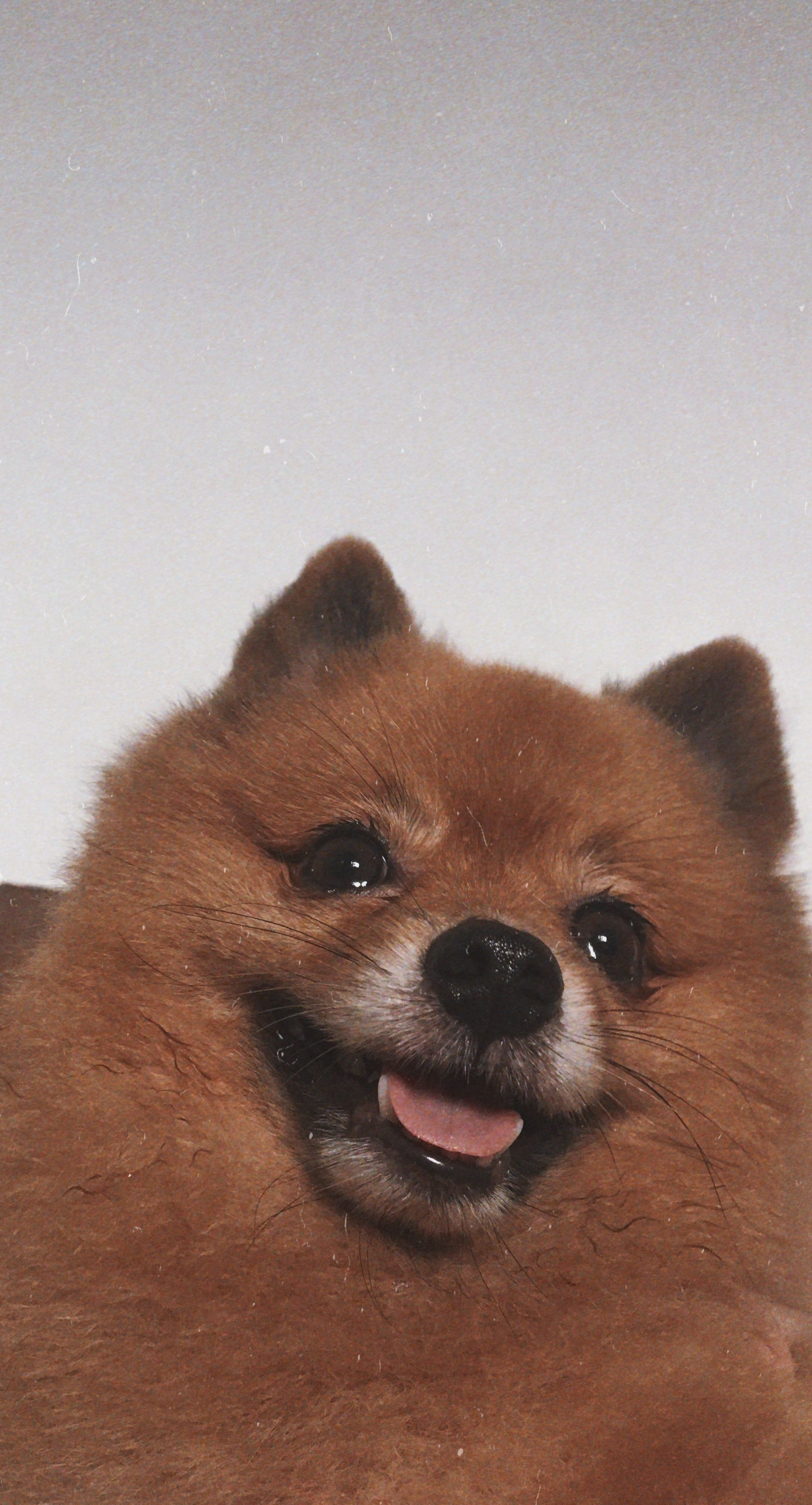 Pomeranian Wallpapers