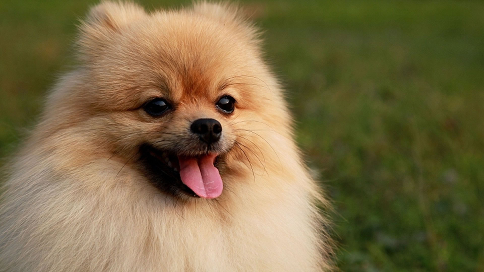 Pomeranian Wallpapers