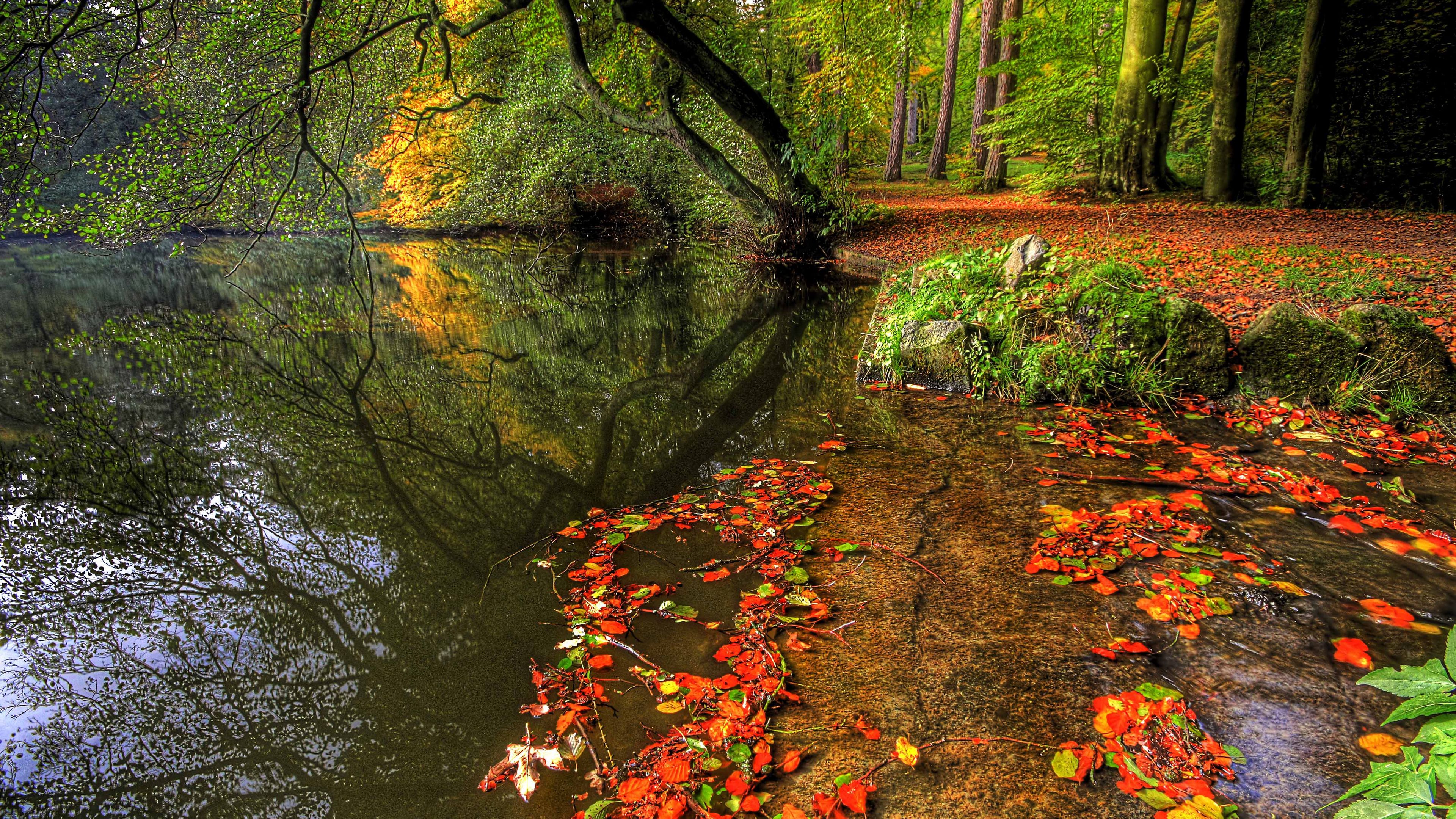 Pond Autumn Park Wallpapers