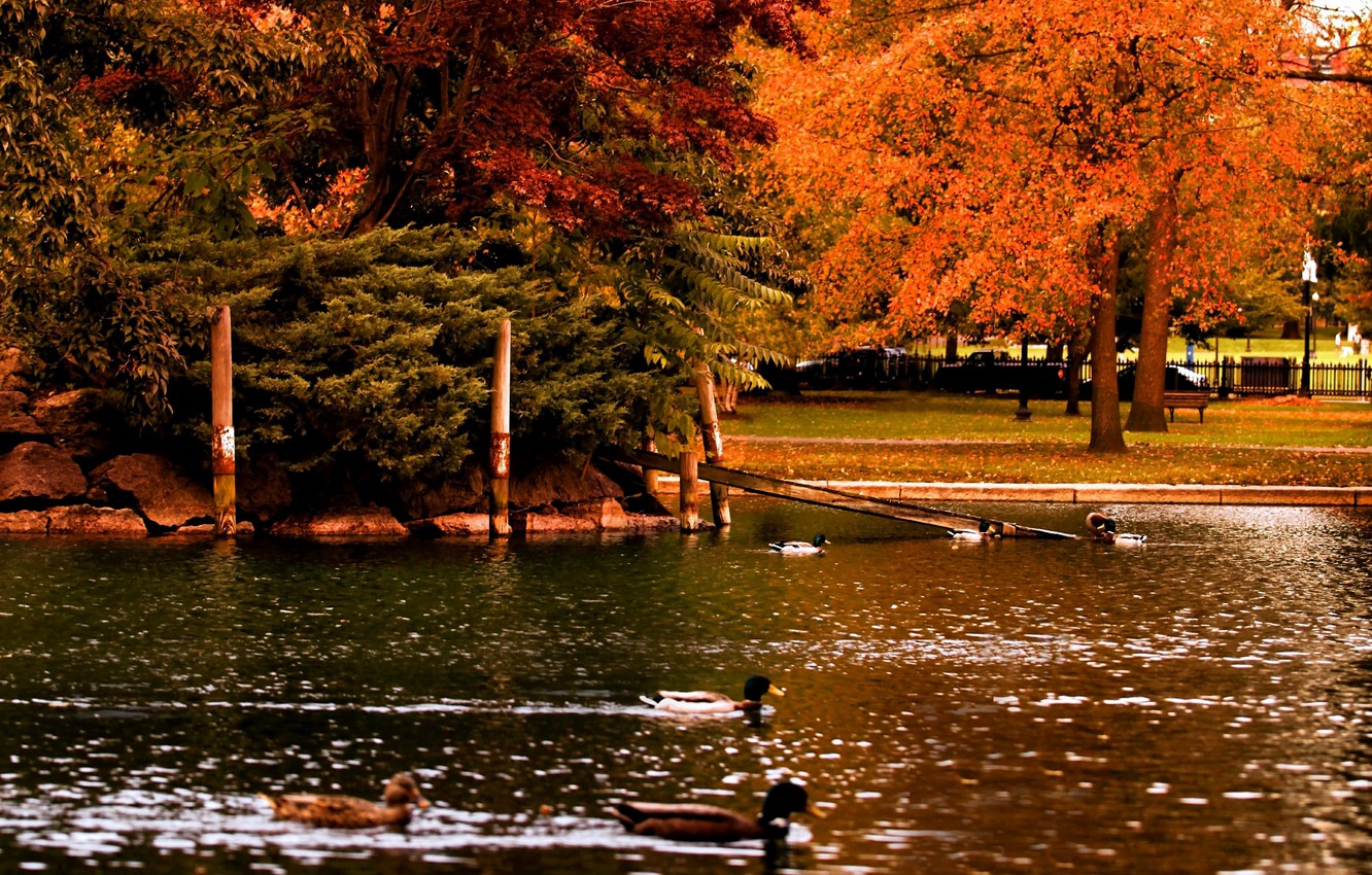 Pond Autumn Park Wallpapers