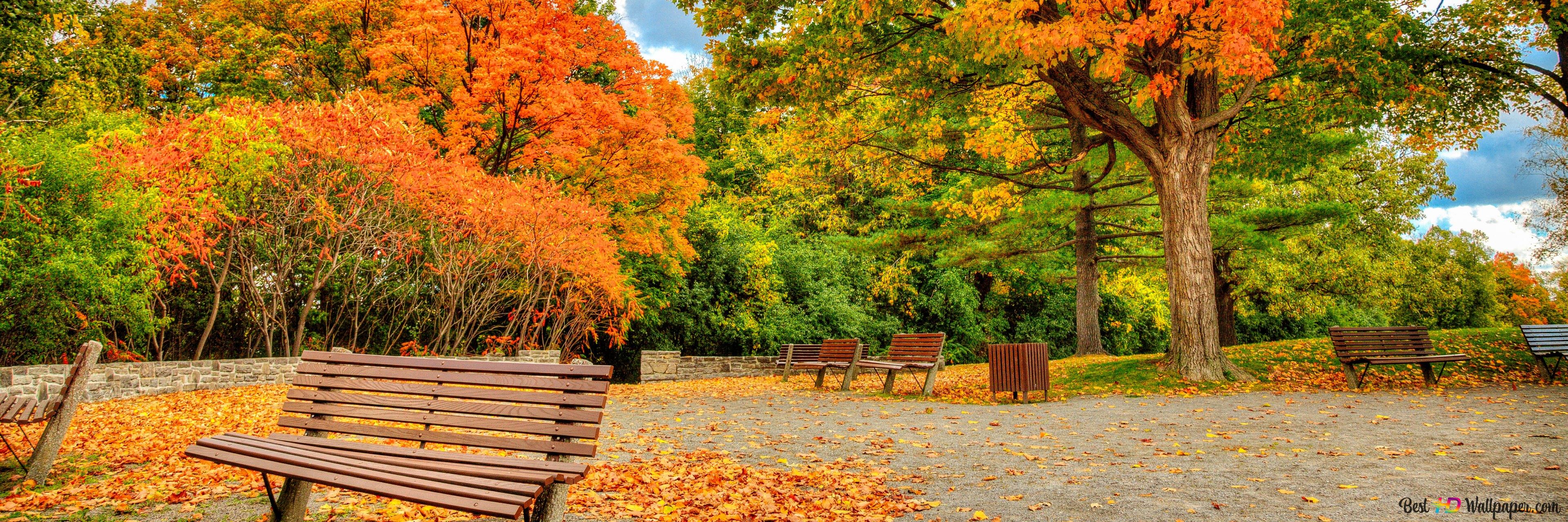 Pond Autumn Park Wallpapers