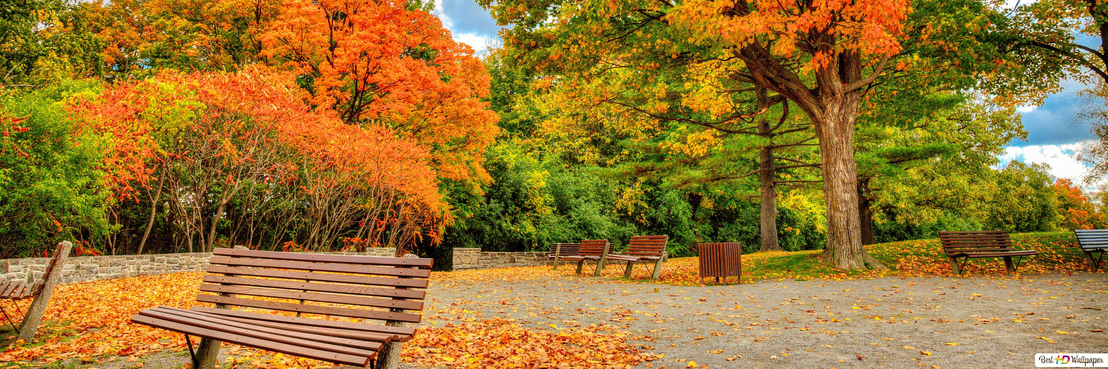 Pond Autumn Park Wallpapers