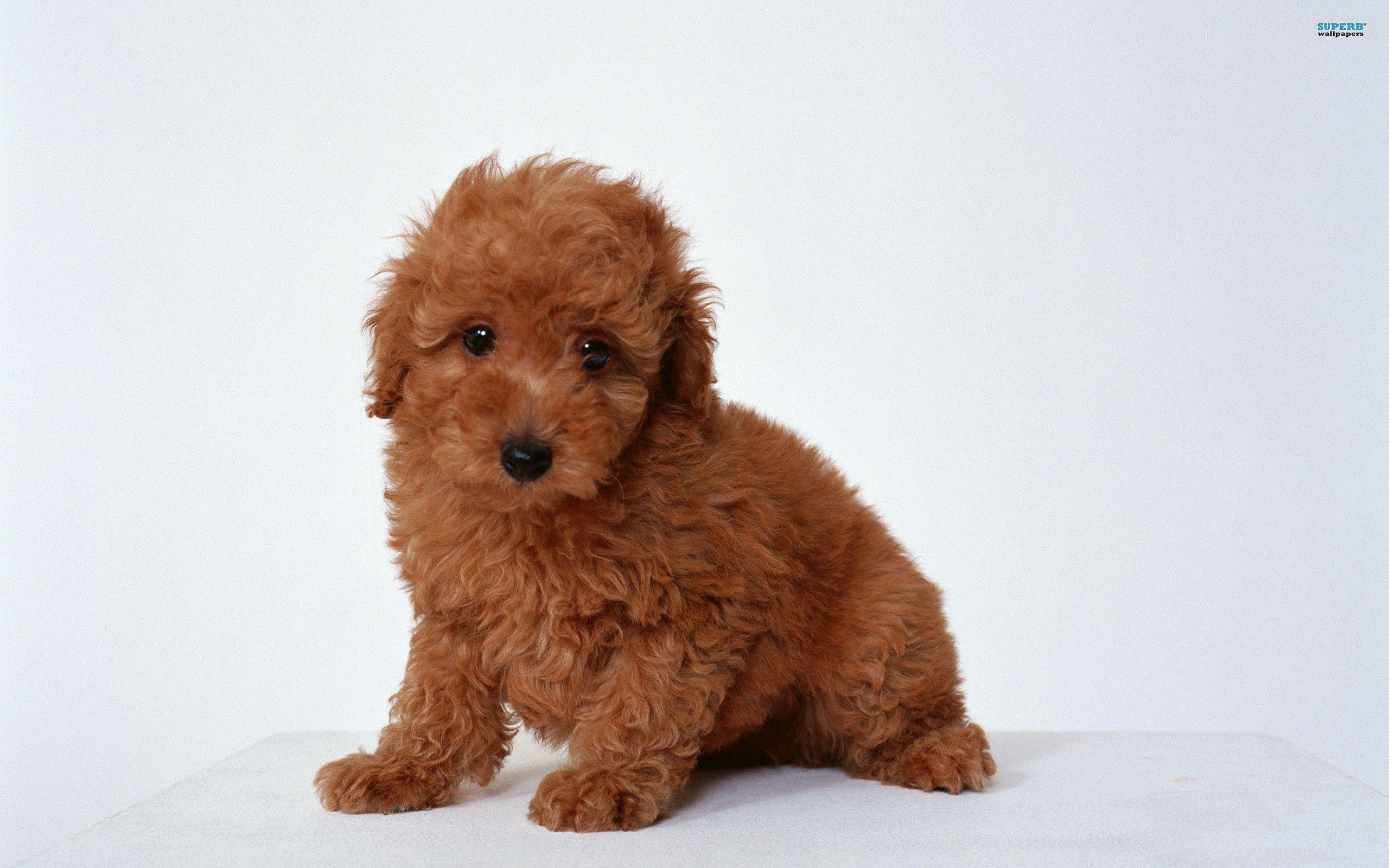 Poodle Wall Paper Wallpapers