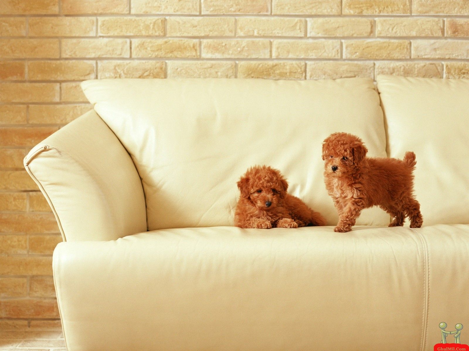 Poodle Wall Paper Wallpapers