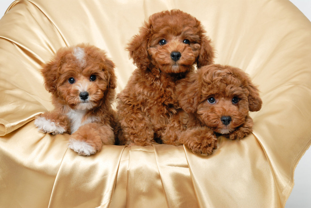 Poodle Wall Paper Wallpapers