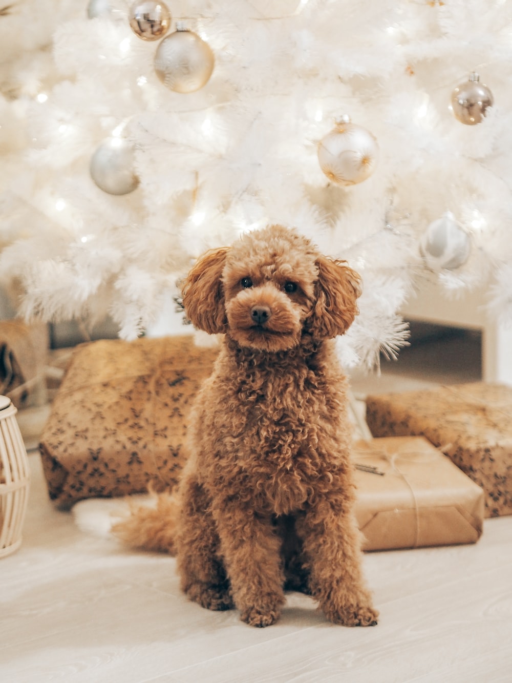 Poodle Wall Paper Wallpapers