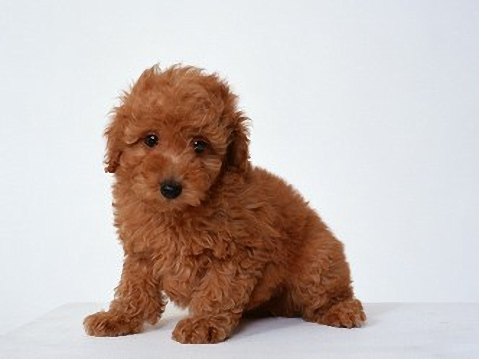 Poodle Wallpapers