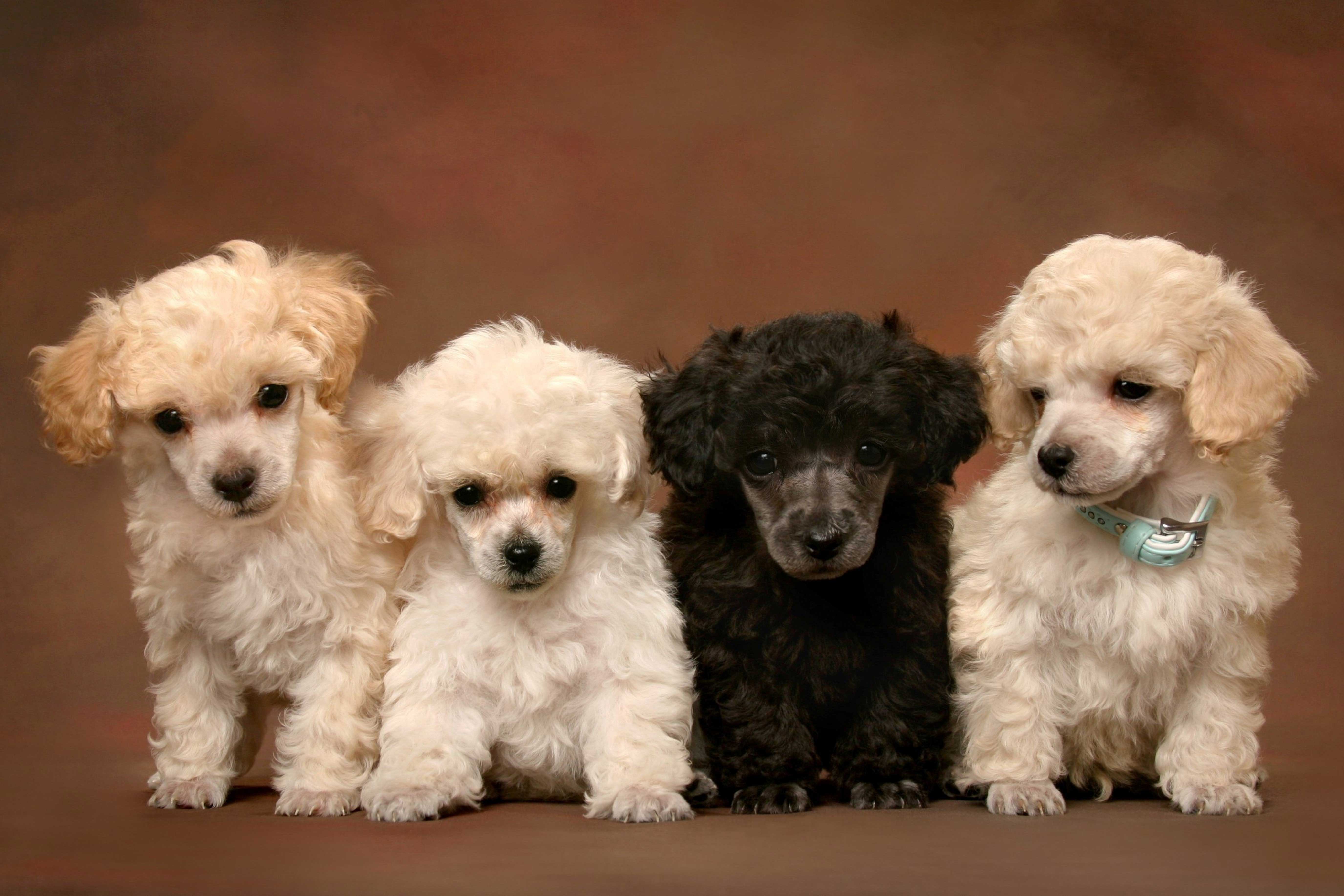 Poodle Wallpapers