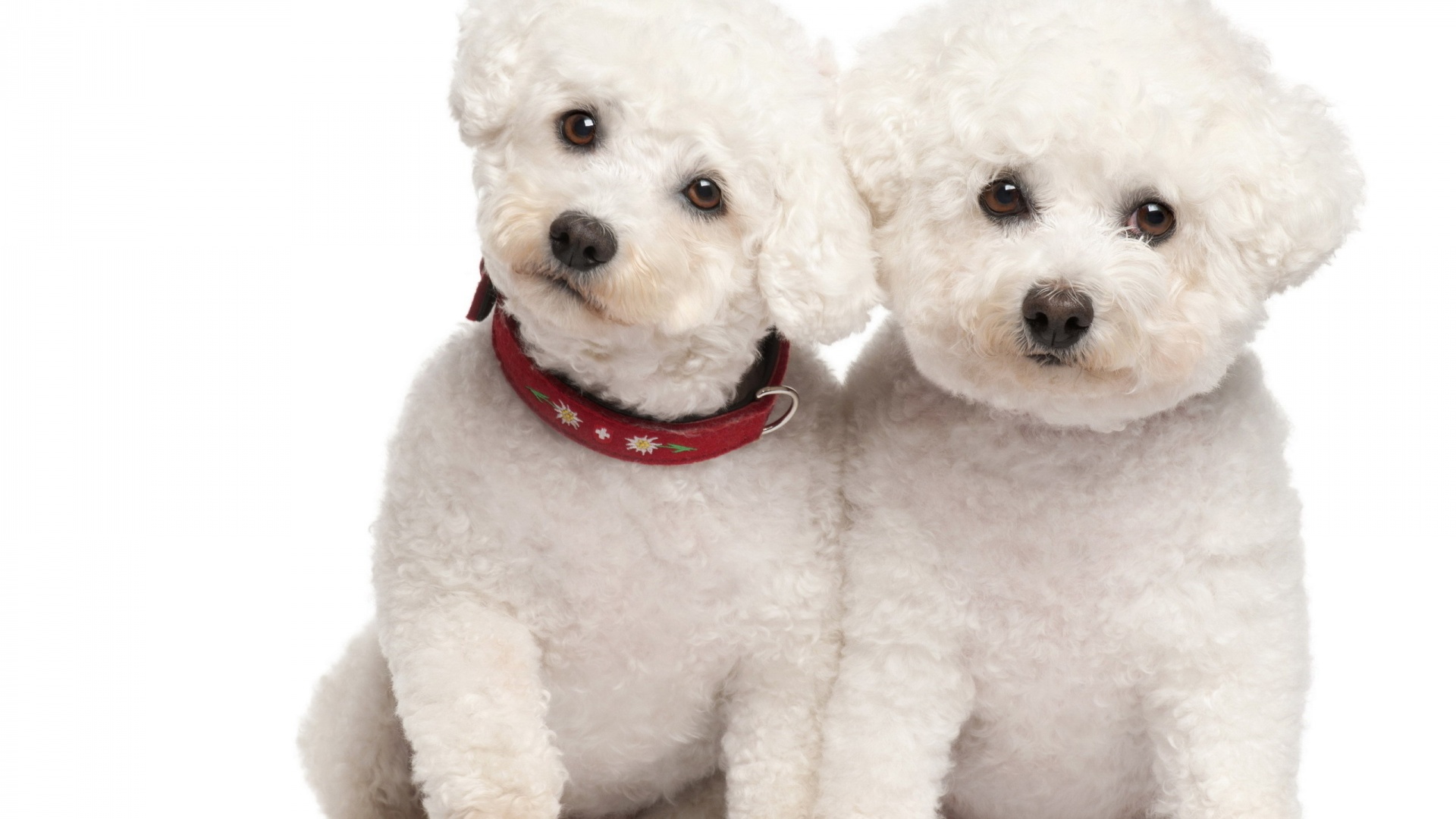 Poodle Wallpapers