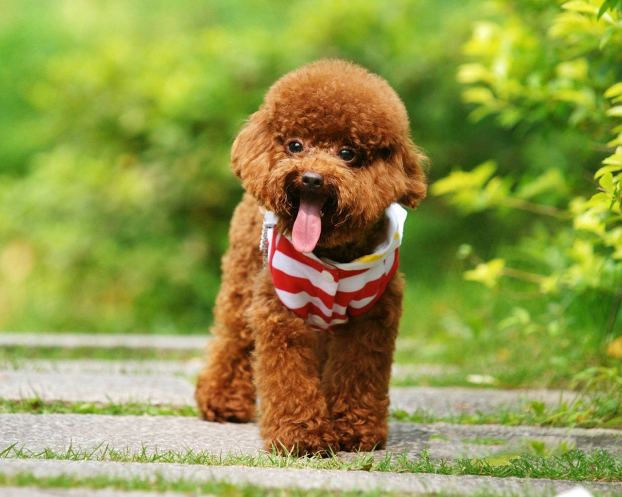 Poodle Wallpapers