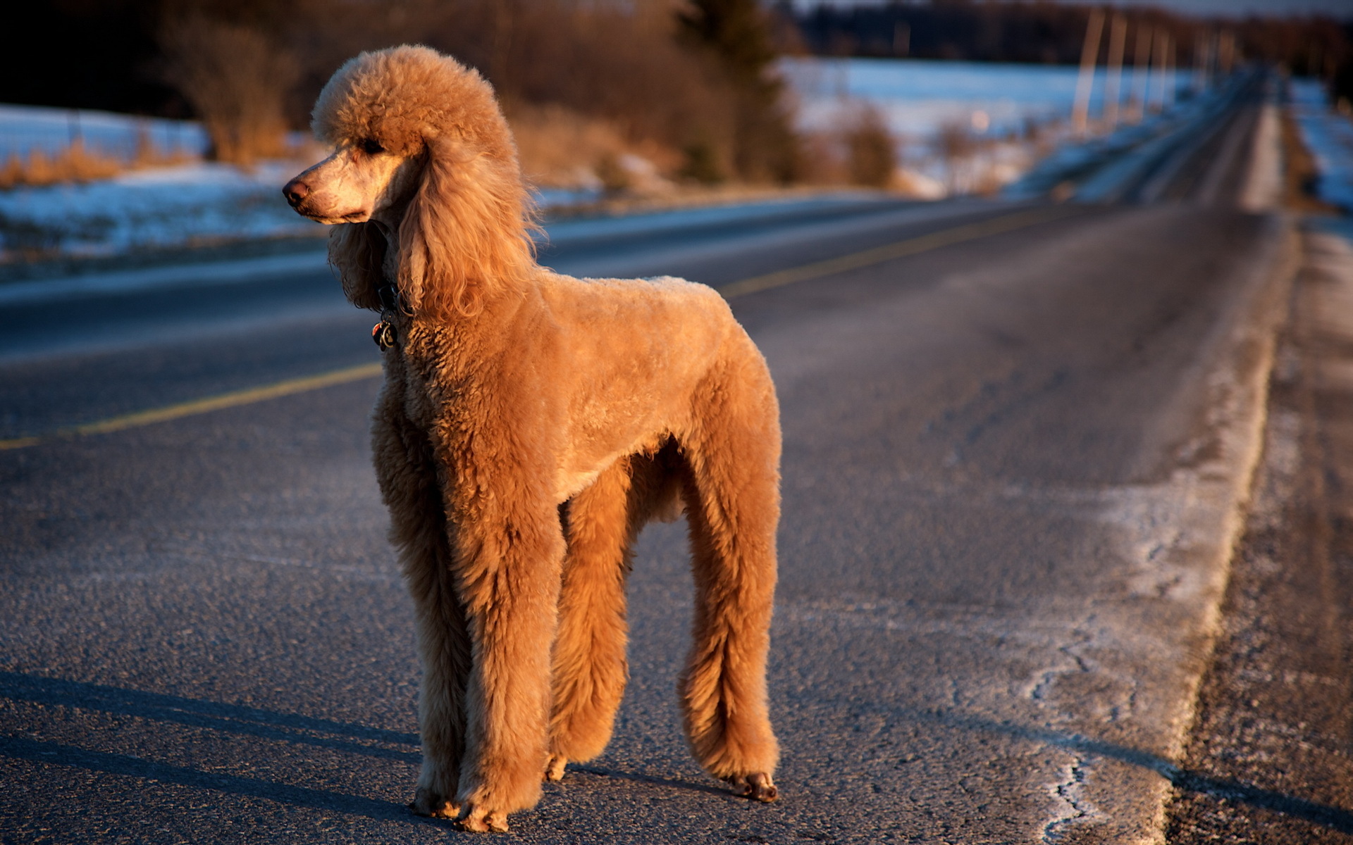 Poodle Wallpapers